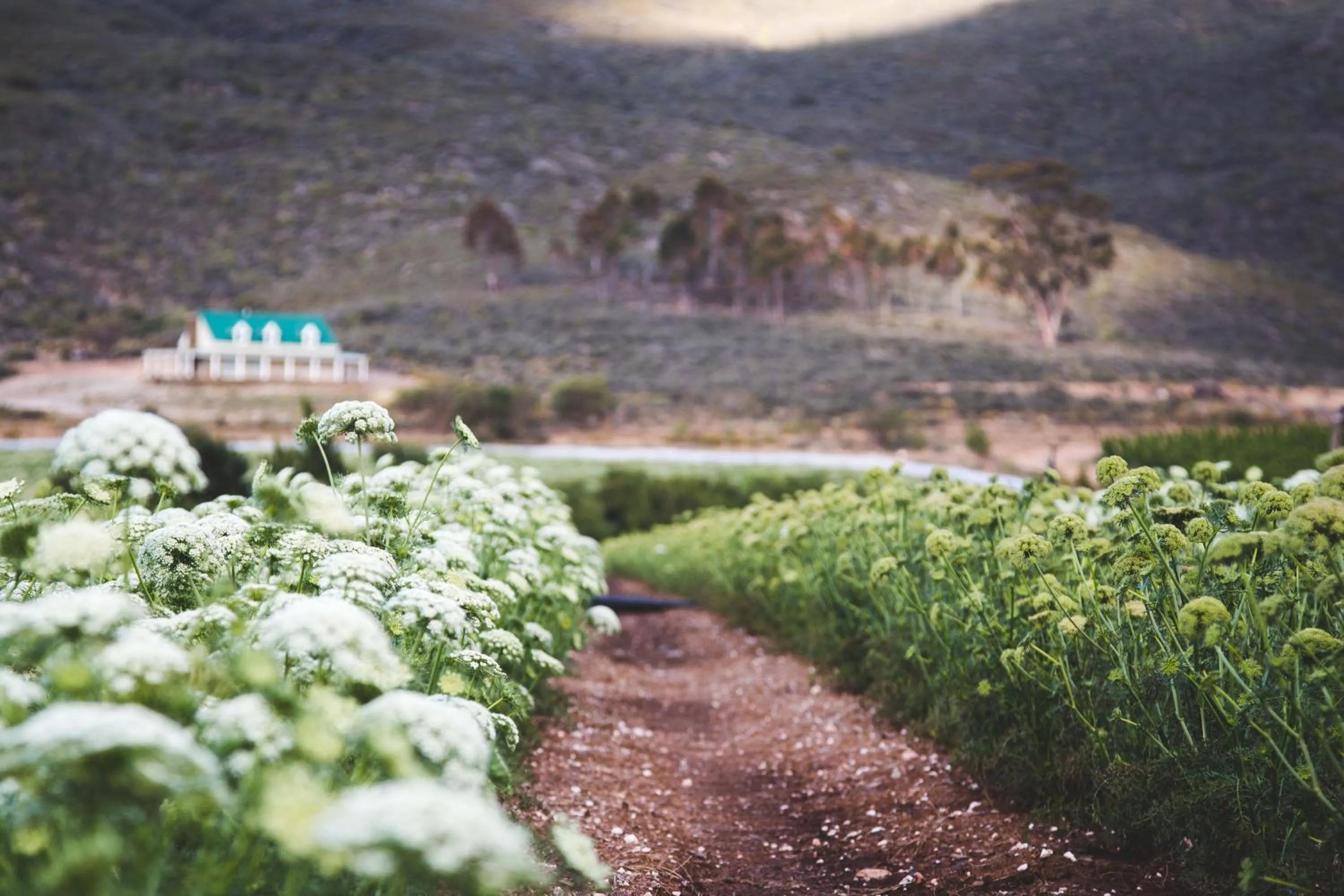 Natural landscape in Blue Cow Barn - Boutique Farm