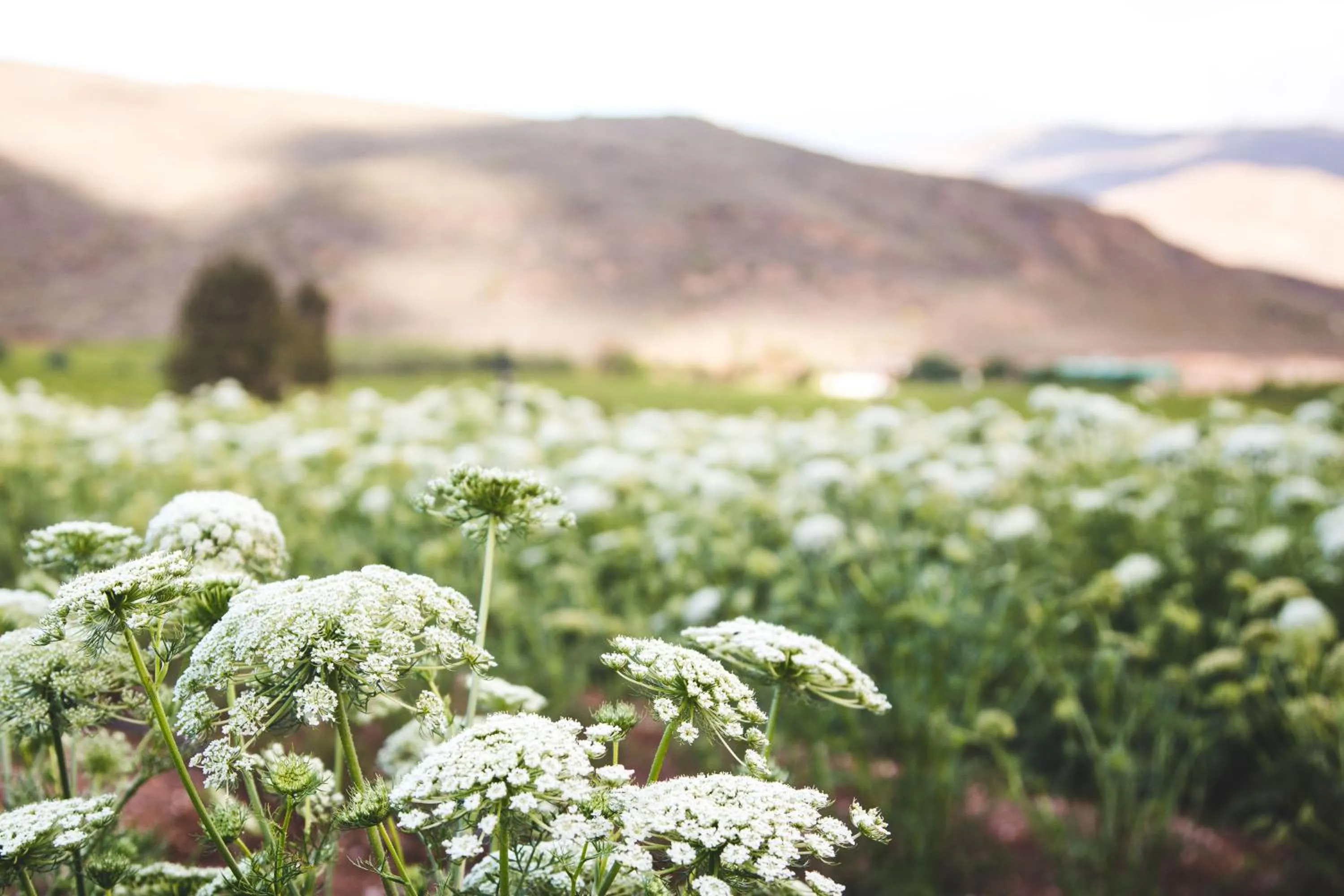 Natural landscape in Blue Cow Barn - Boutique Farm