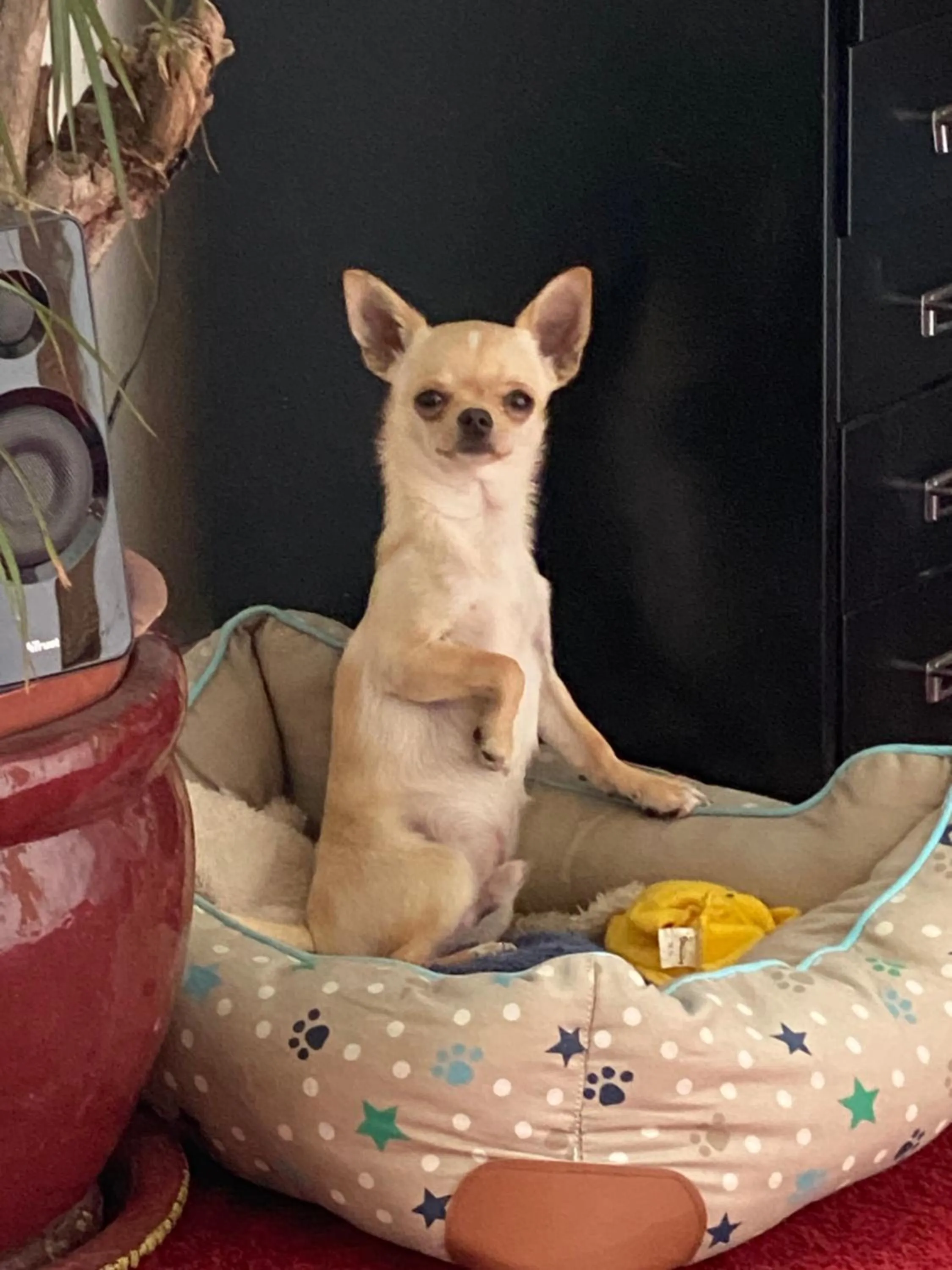 Pets in Amsterdam Barangay