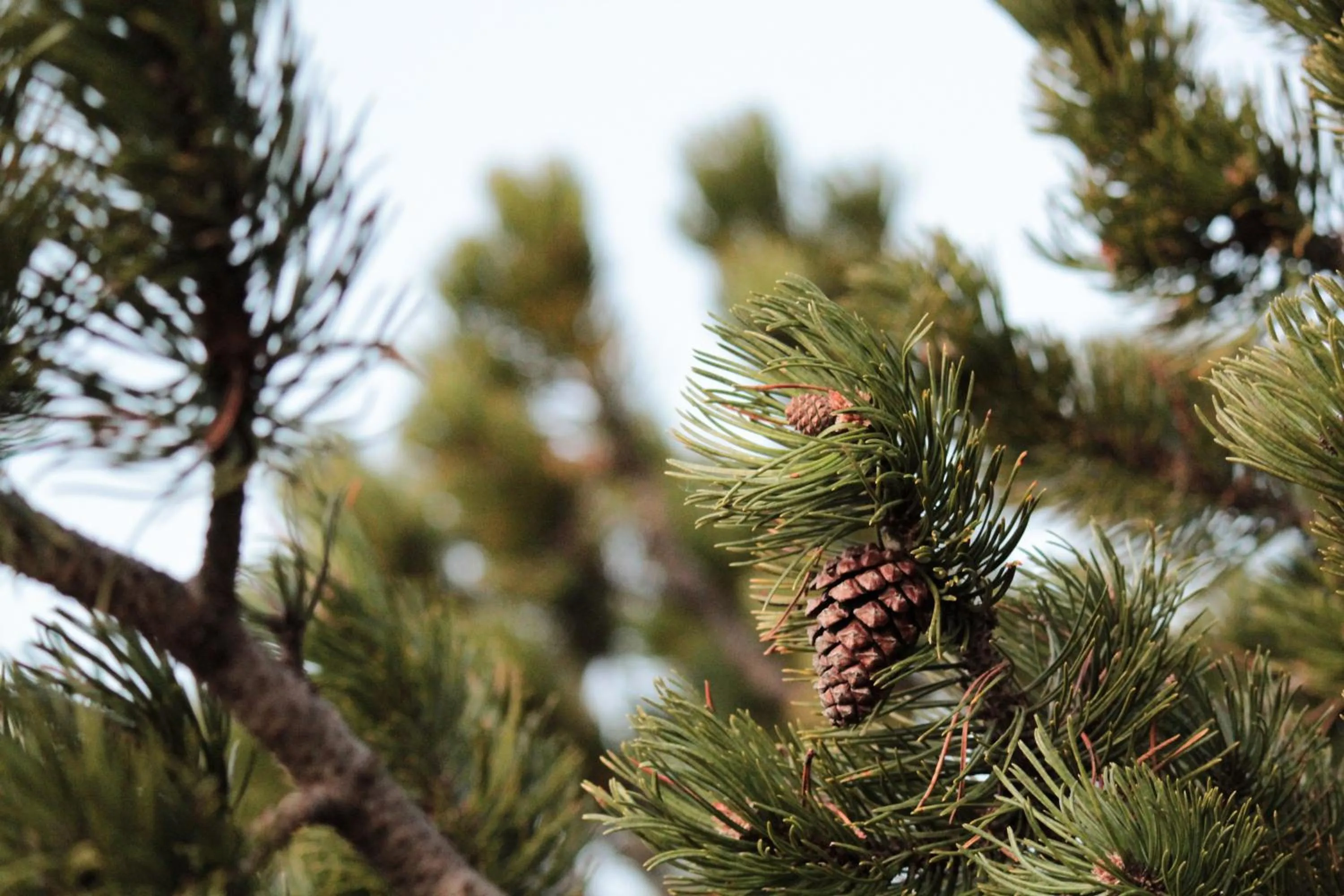 Summer in Berghotel zum Zirm