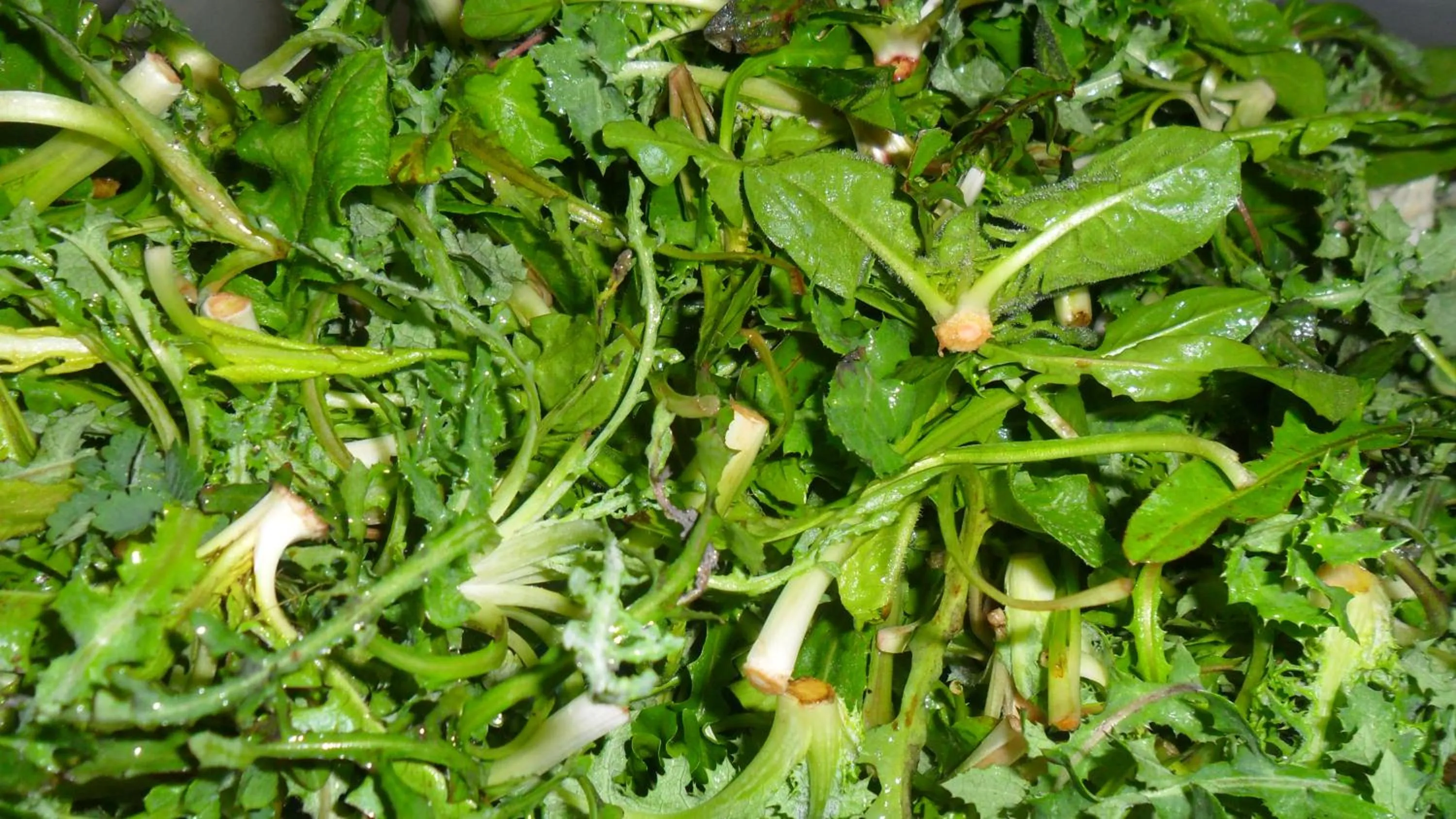 Food close-up in Locanda Stella