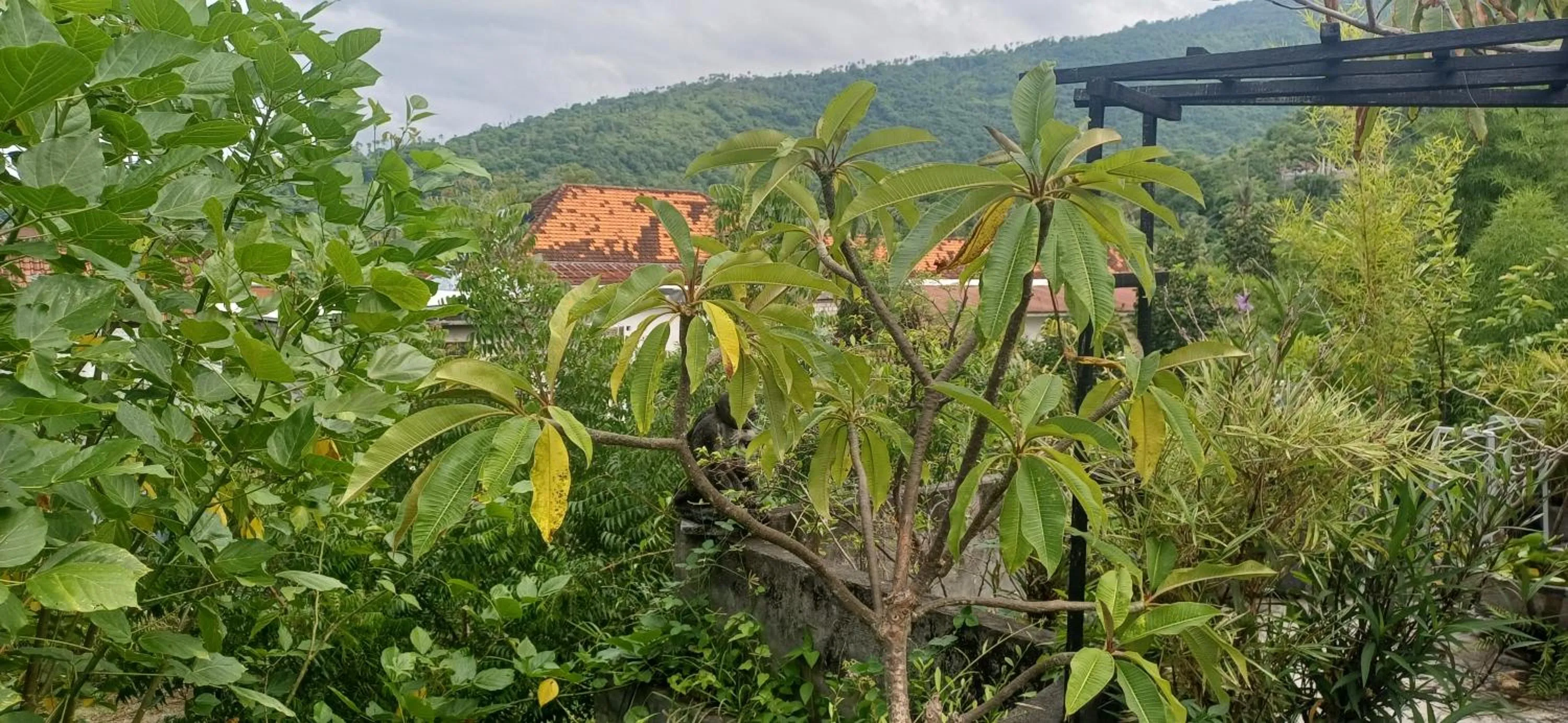 Amed Sari Beach Guesthouse