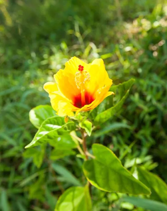 Kirpal Meditation and Ecological Center