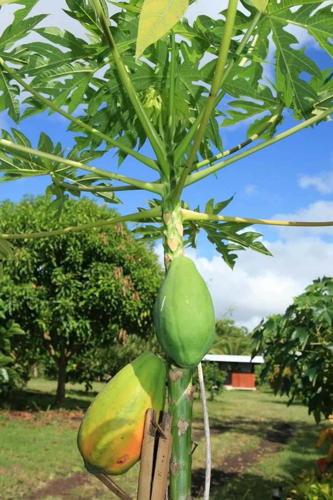 Kirpal Meditation and Ecological Center