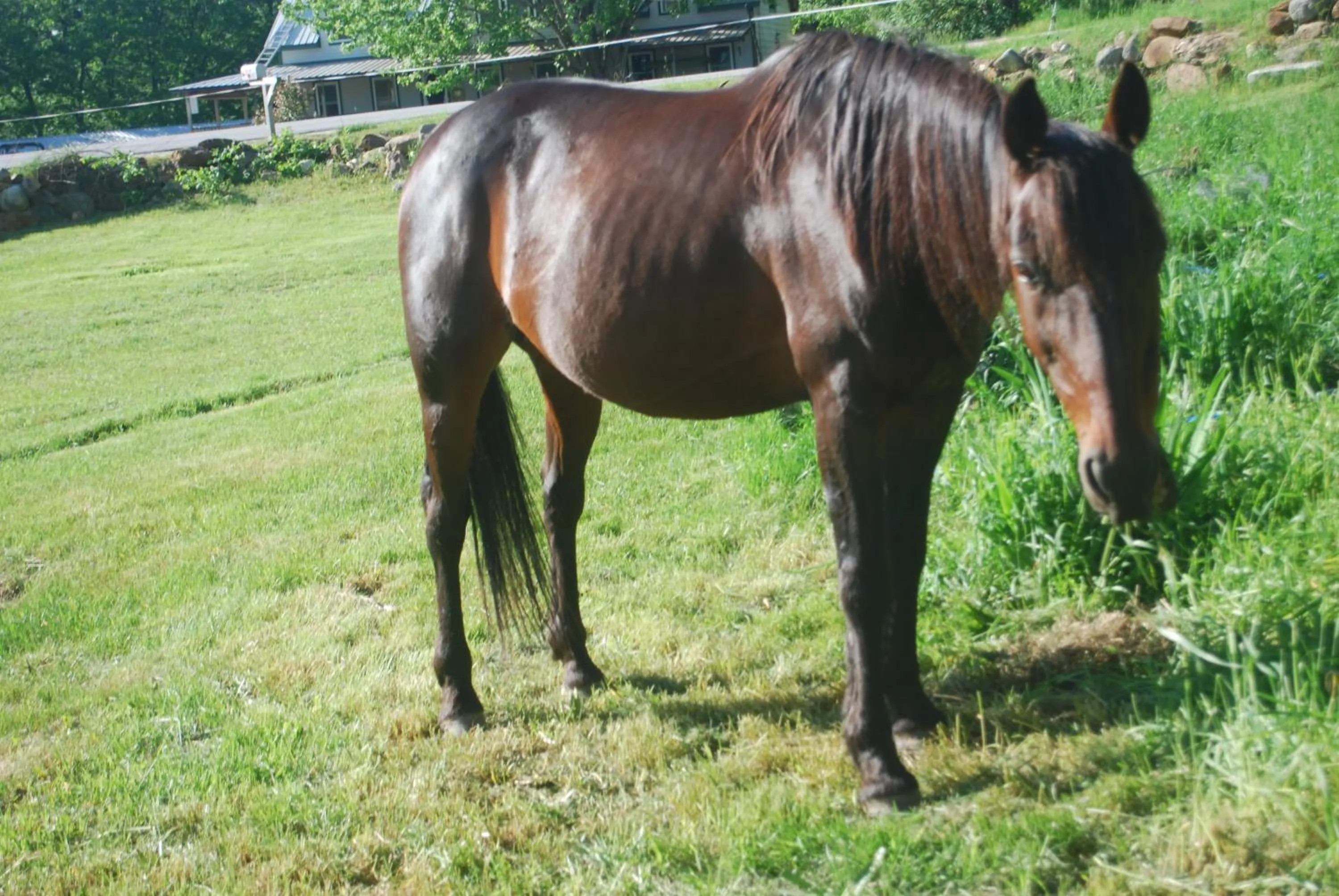 Pets in No View Farm