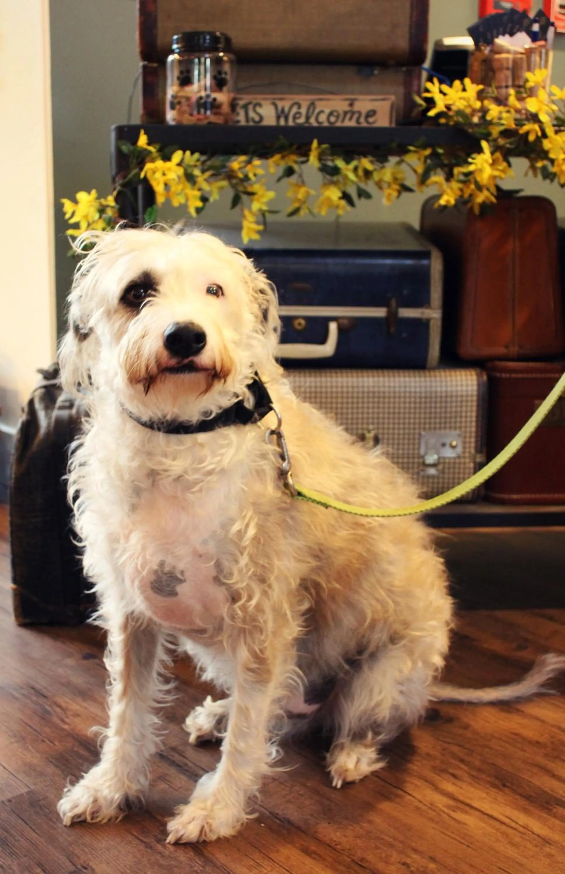 Pets in Rest, a boutique hotel