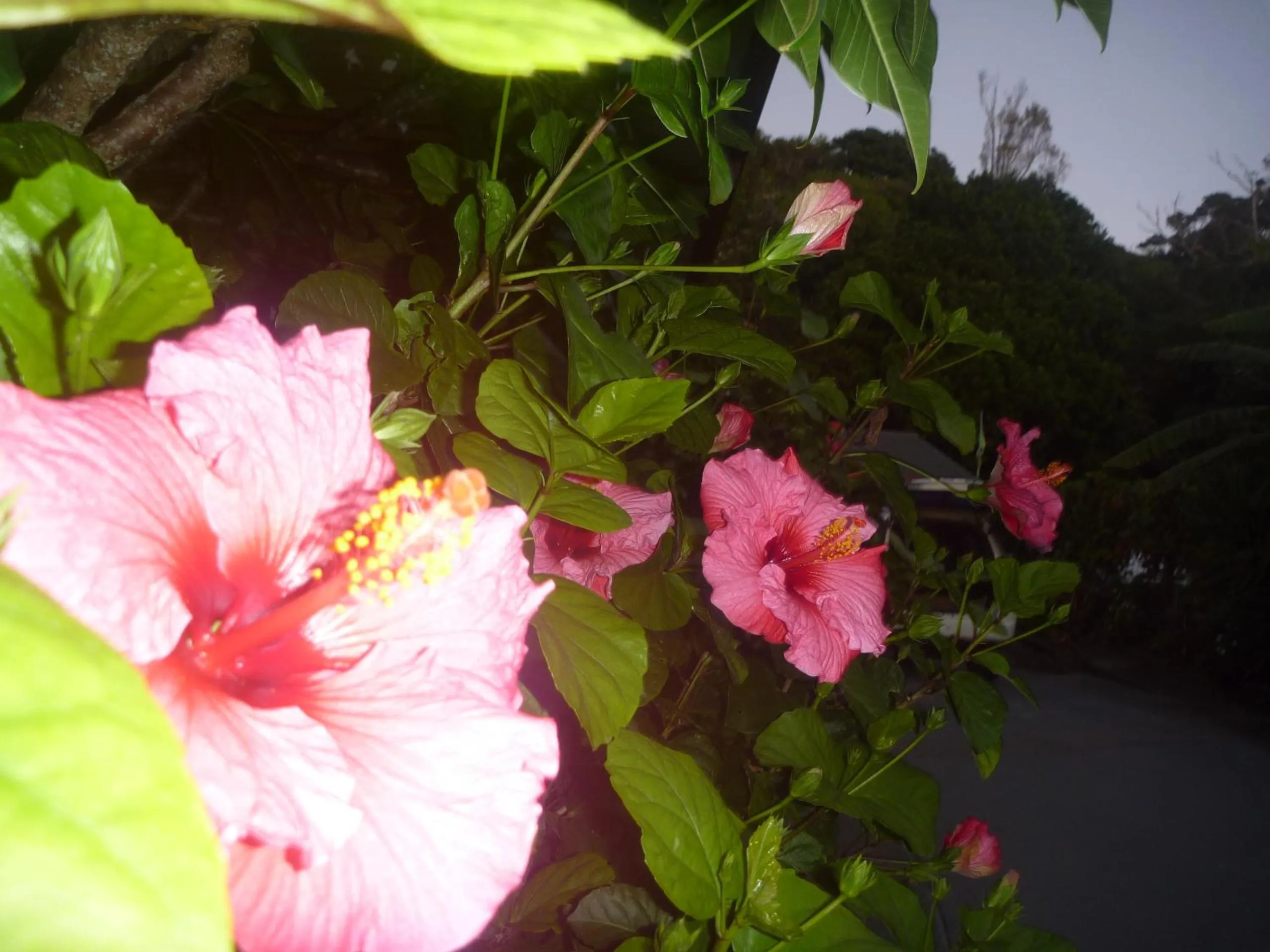 Garden in Pohutukawa Coast BnB