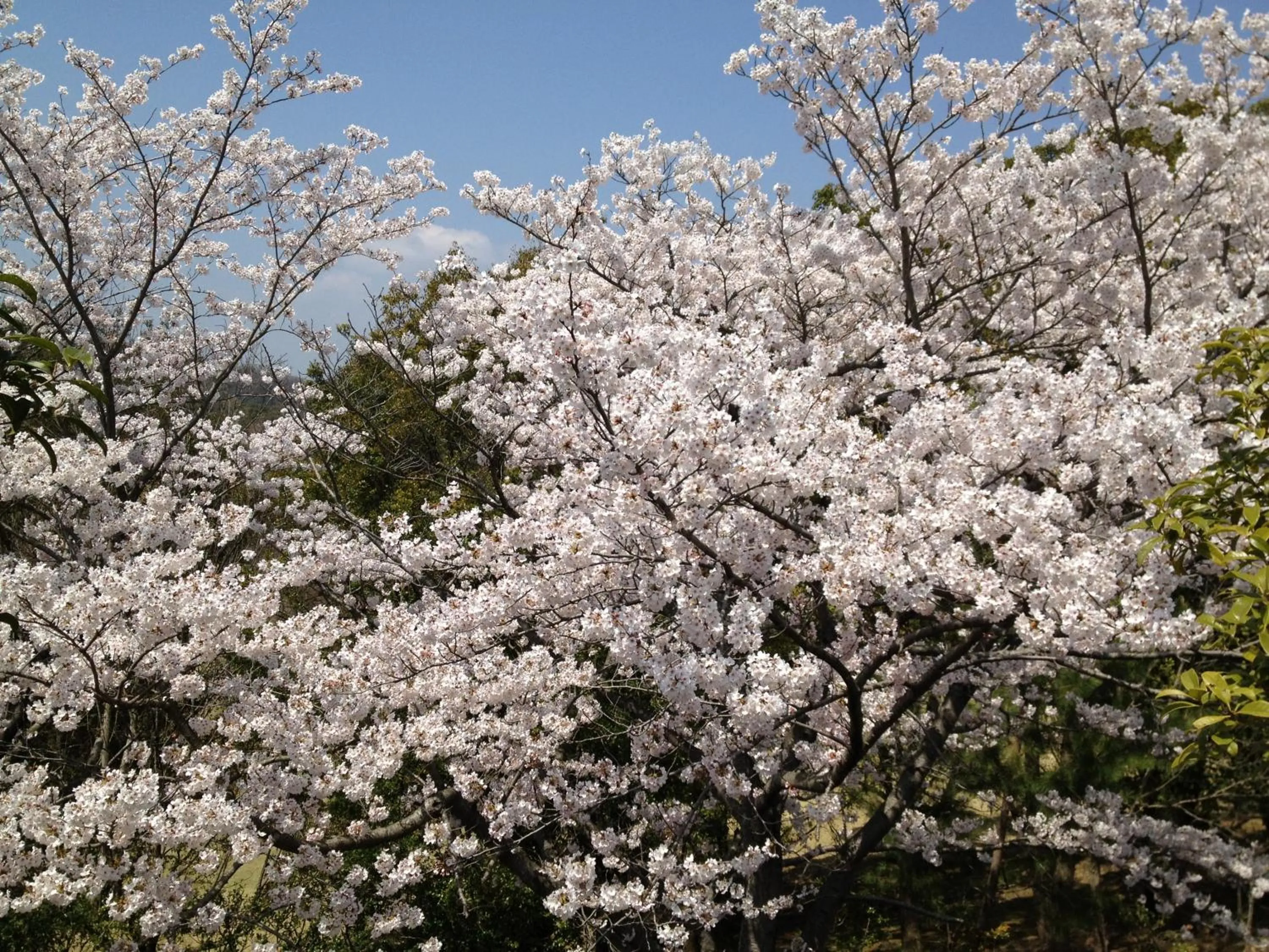 Nearby landmark in noah grande