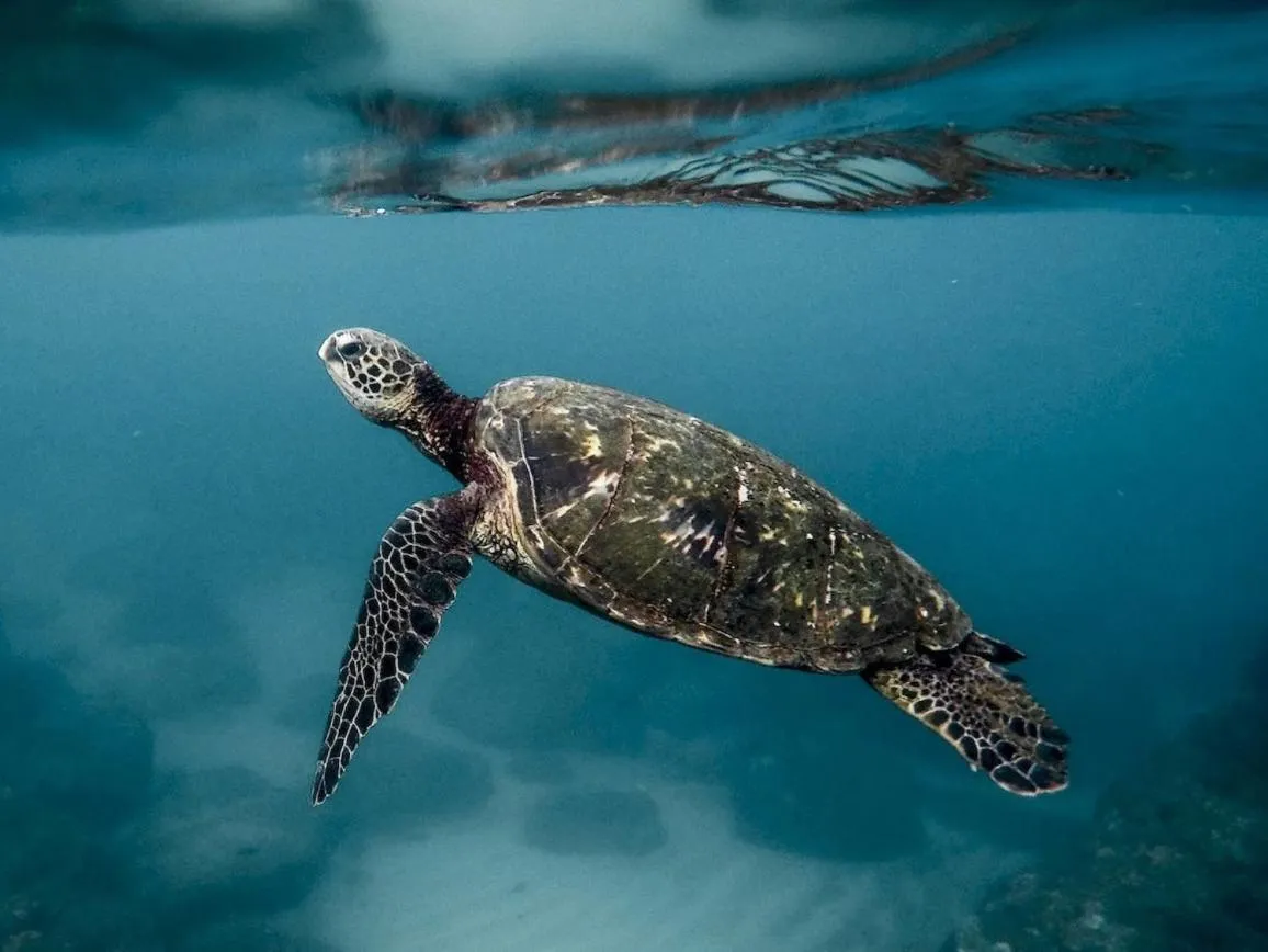 Activities in Villa Umi Panglao Resort