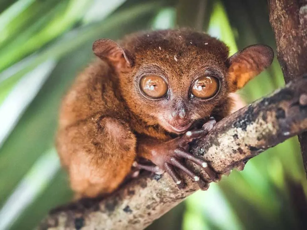 Activities in Villa Umi Panglao Resort