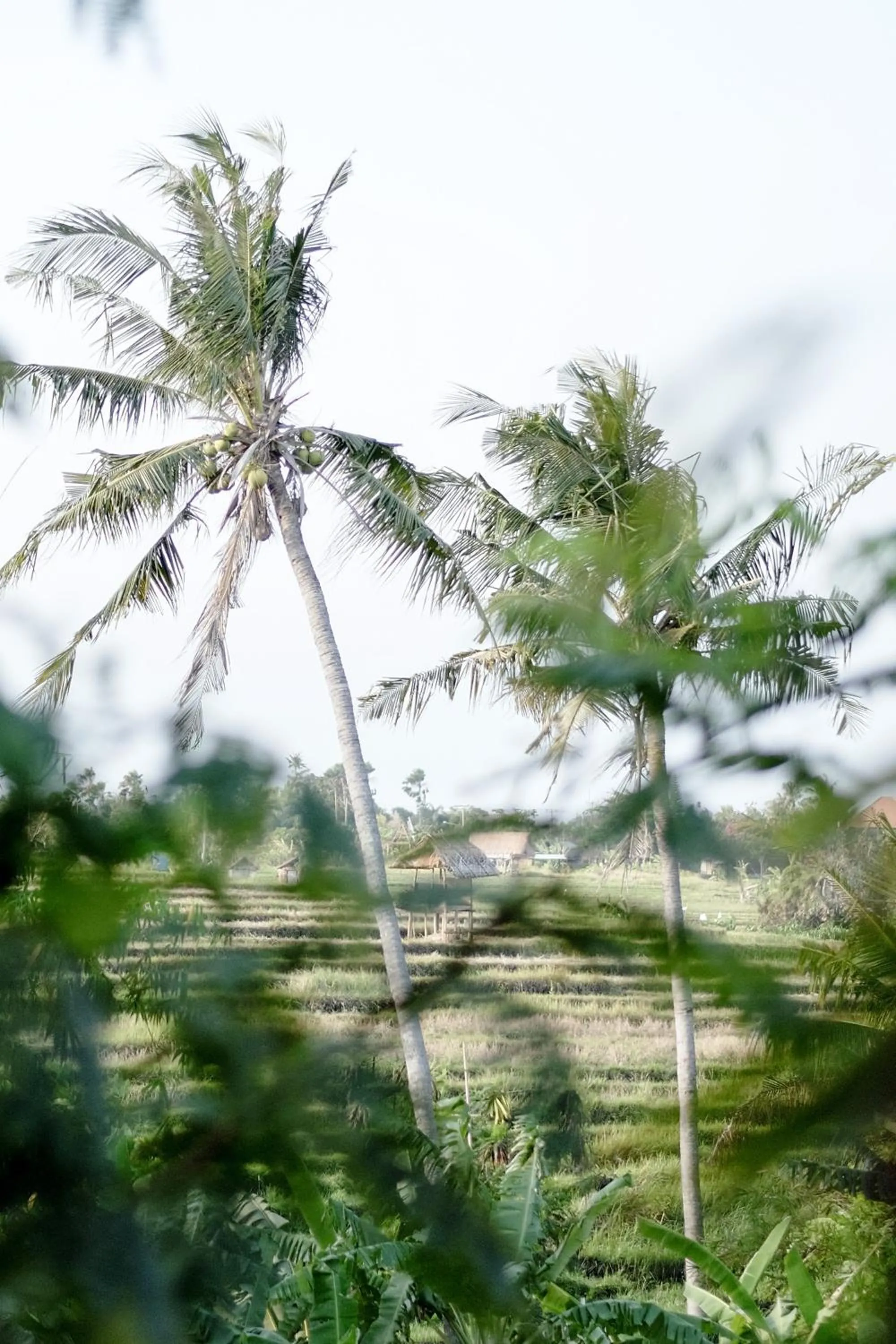 Other in Planta Boutique Resort