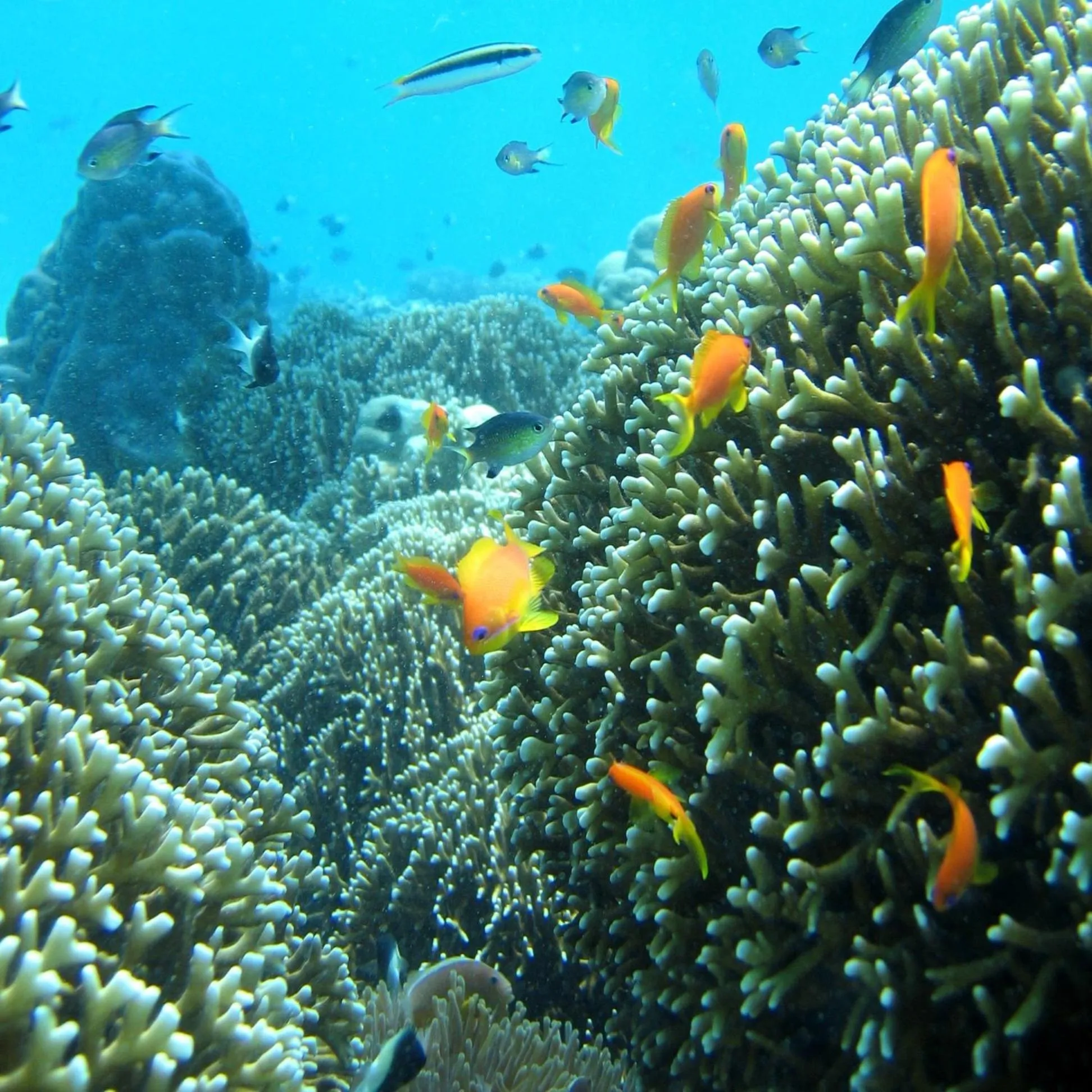 Natural landscape in Chumbe Island Coral Park