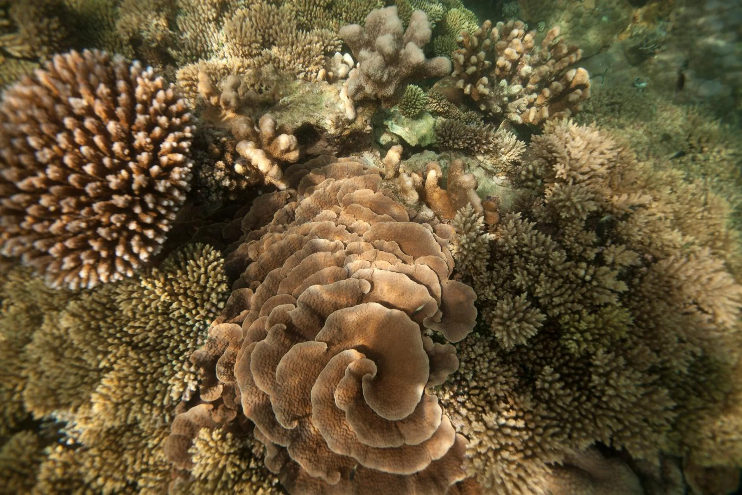 Snorkeling in Chumbe Island Coral Park