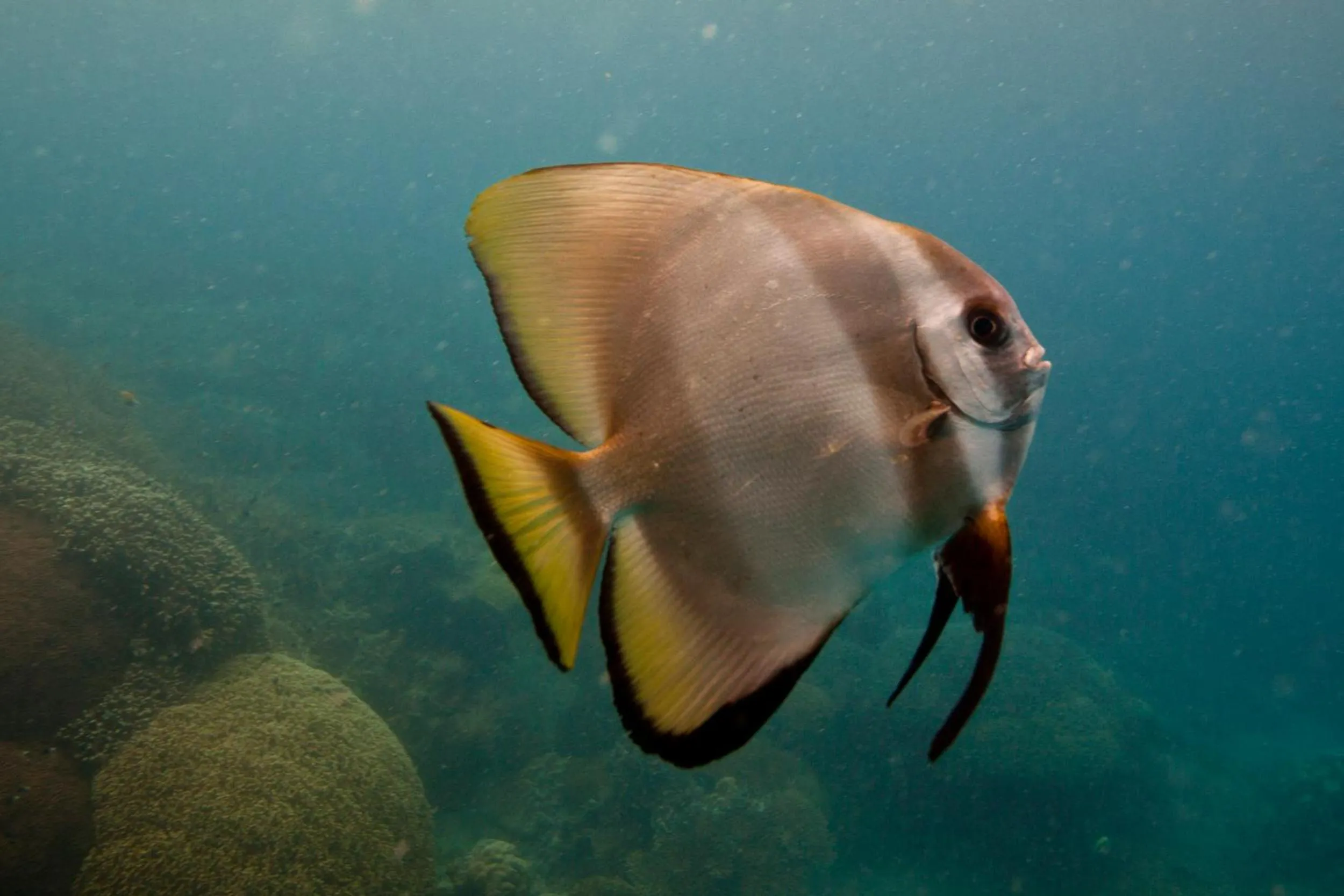 Snorkeling in Chumbe Island Coral Park