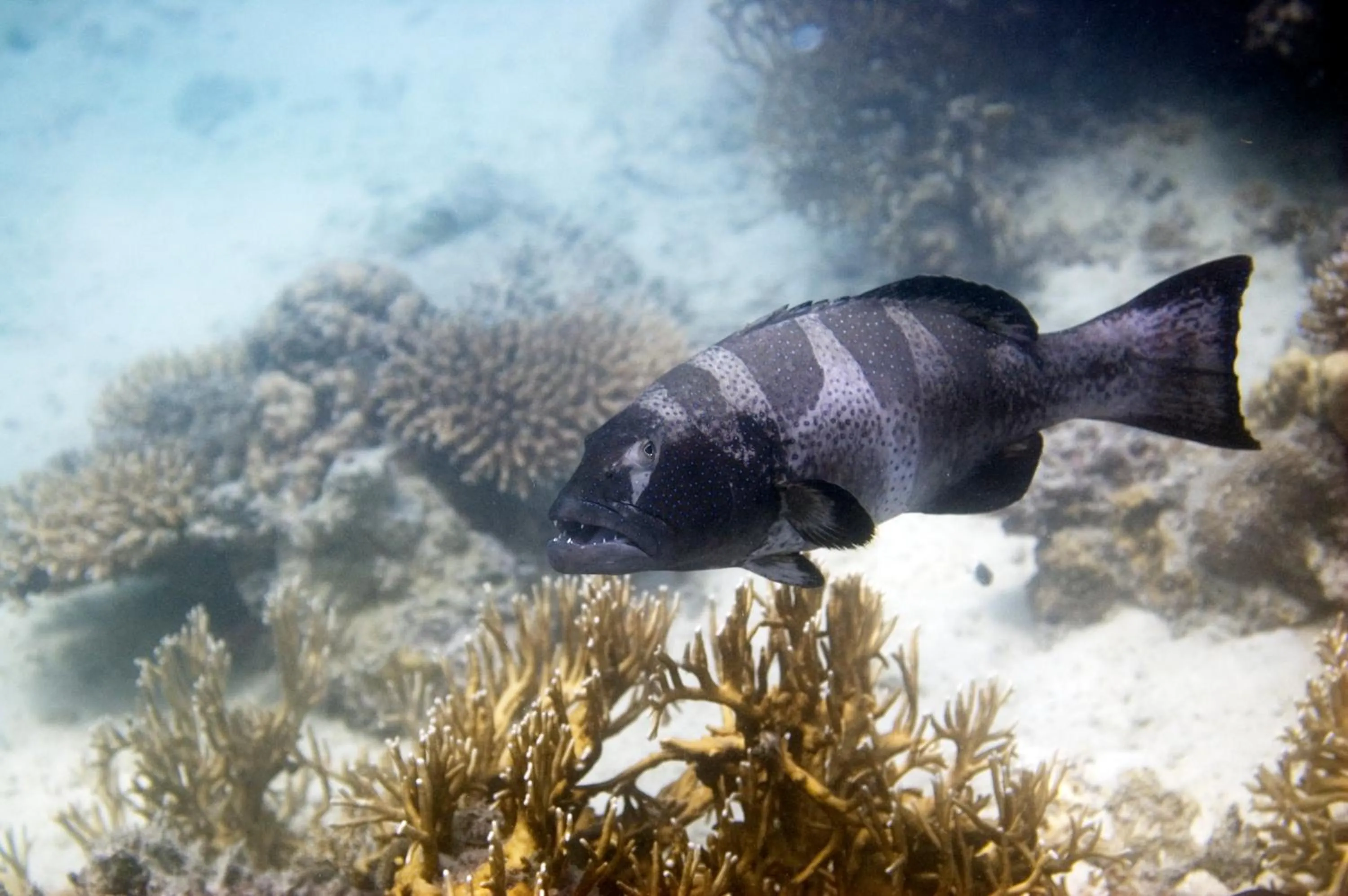 Snorkeling in Chumbe Island Coral Park