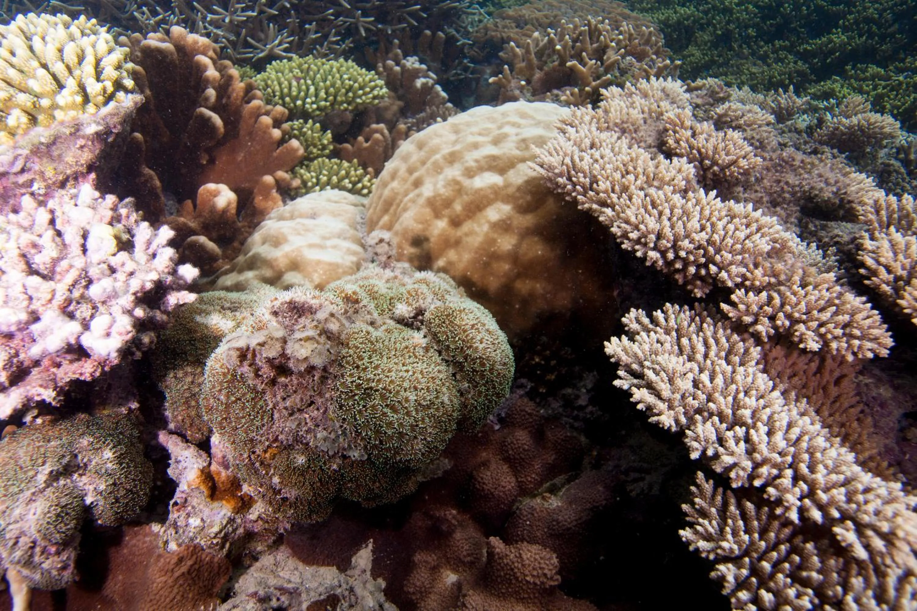Snorkeling in Chumbe Island Coral Park