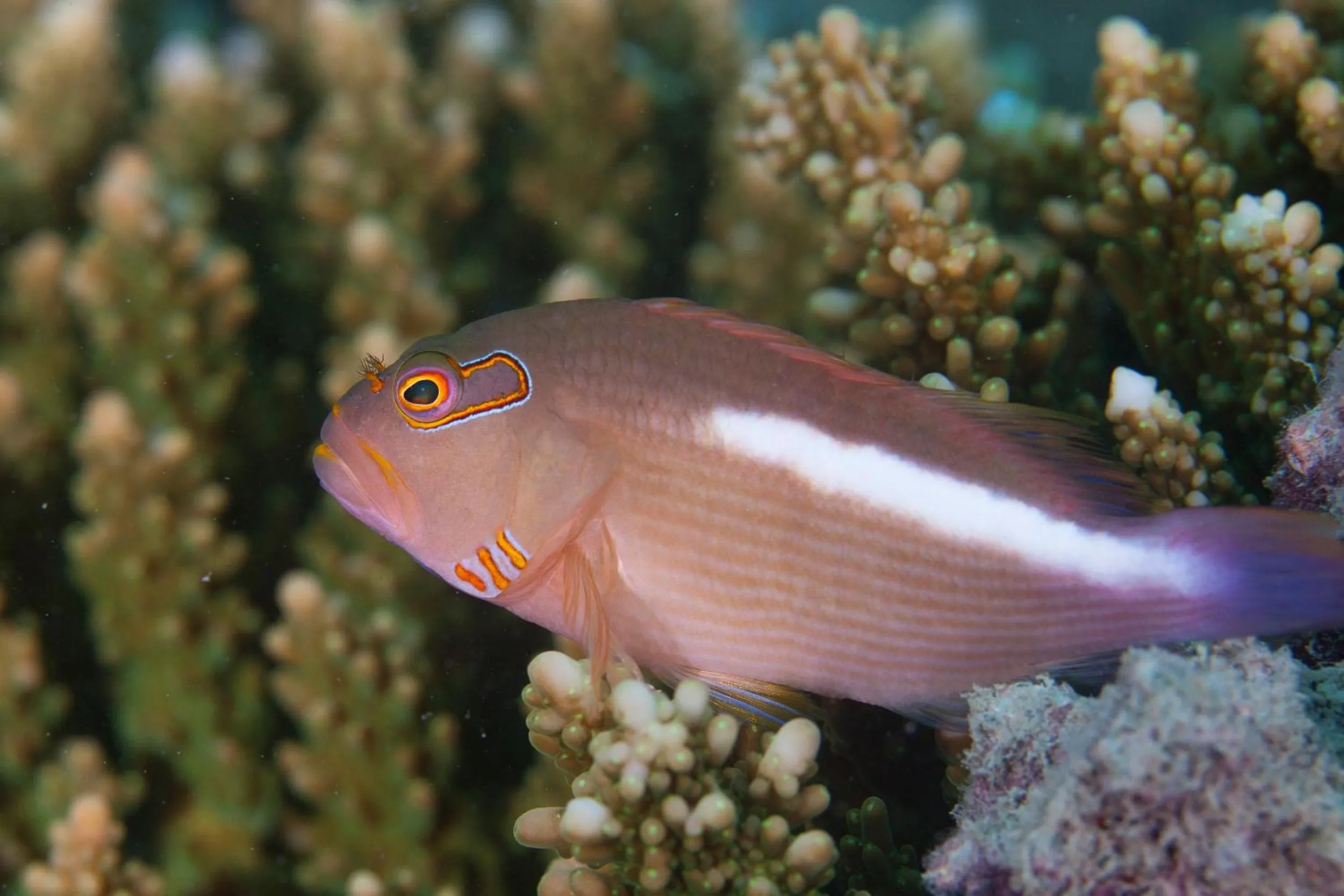 Snorkeling in Chumbe Island Coral Park