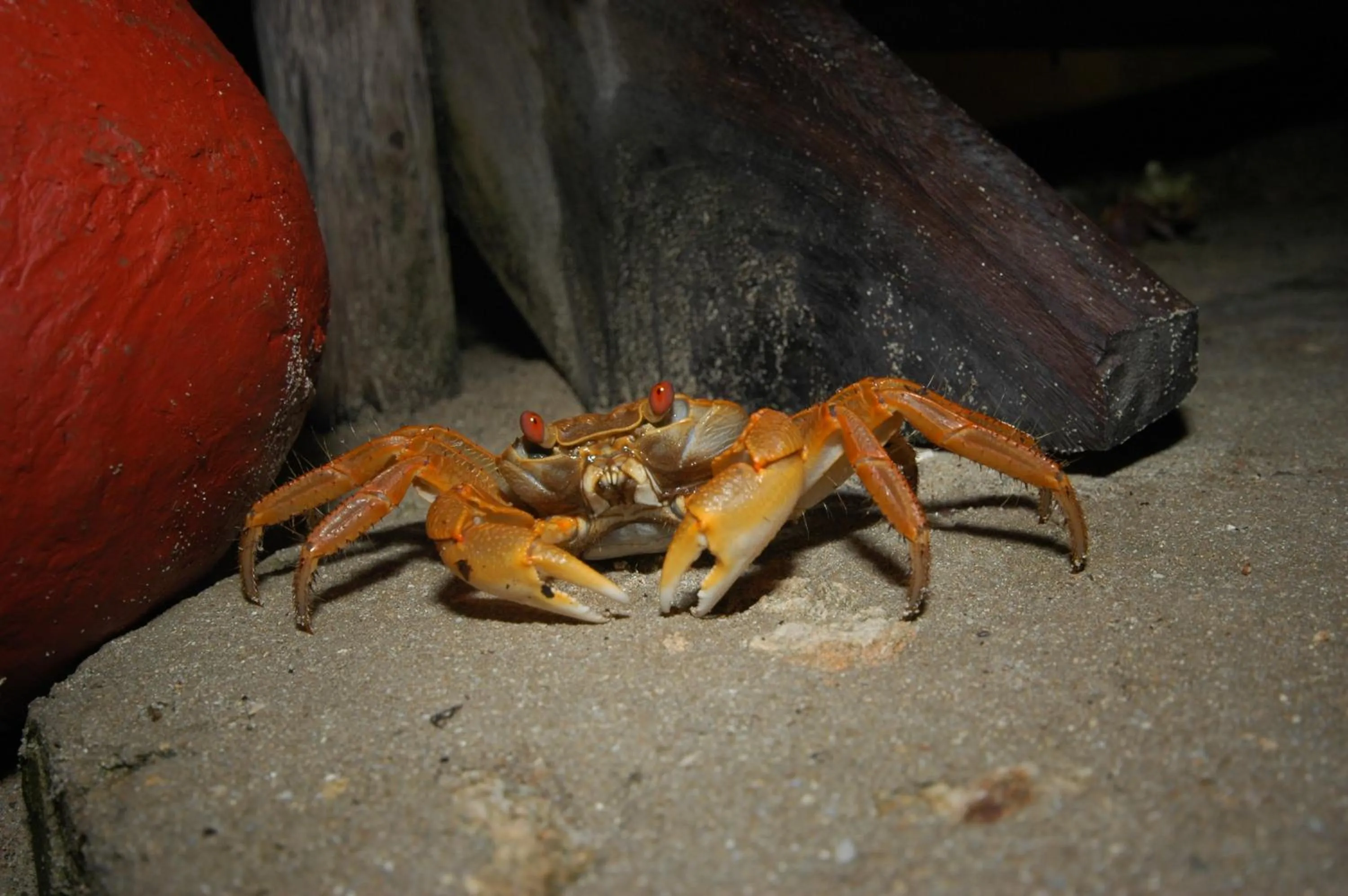 Animals in Chumbe Island Coral Park