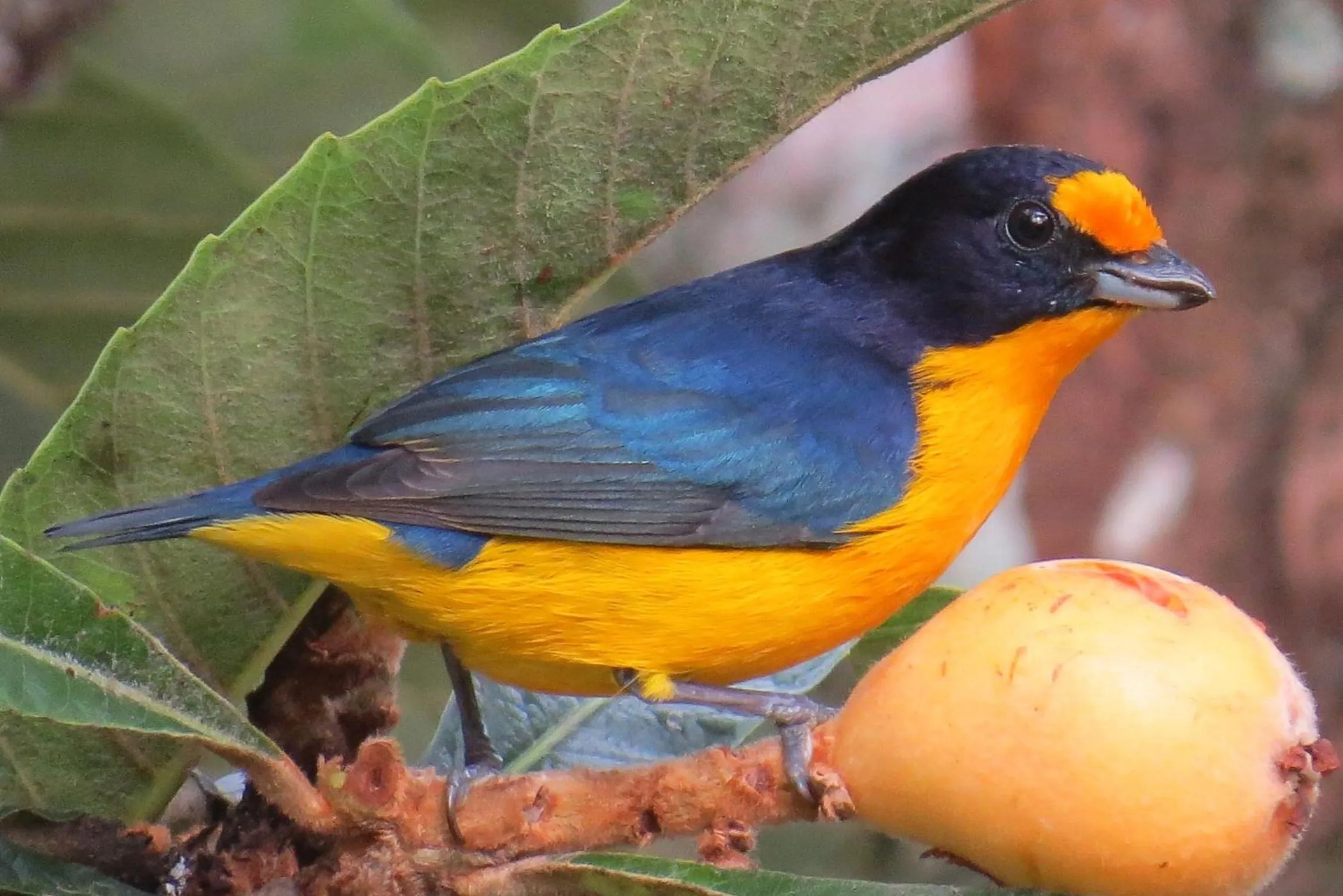 Animals in Plaza Caldas da Imperatriz Resort & Spa