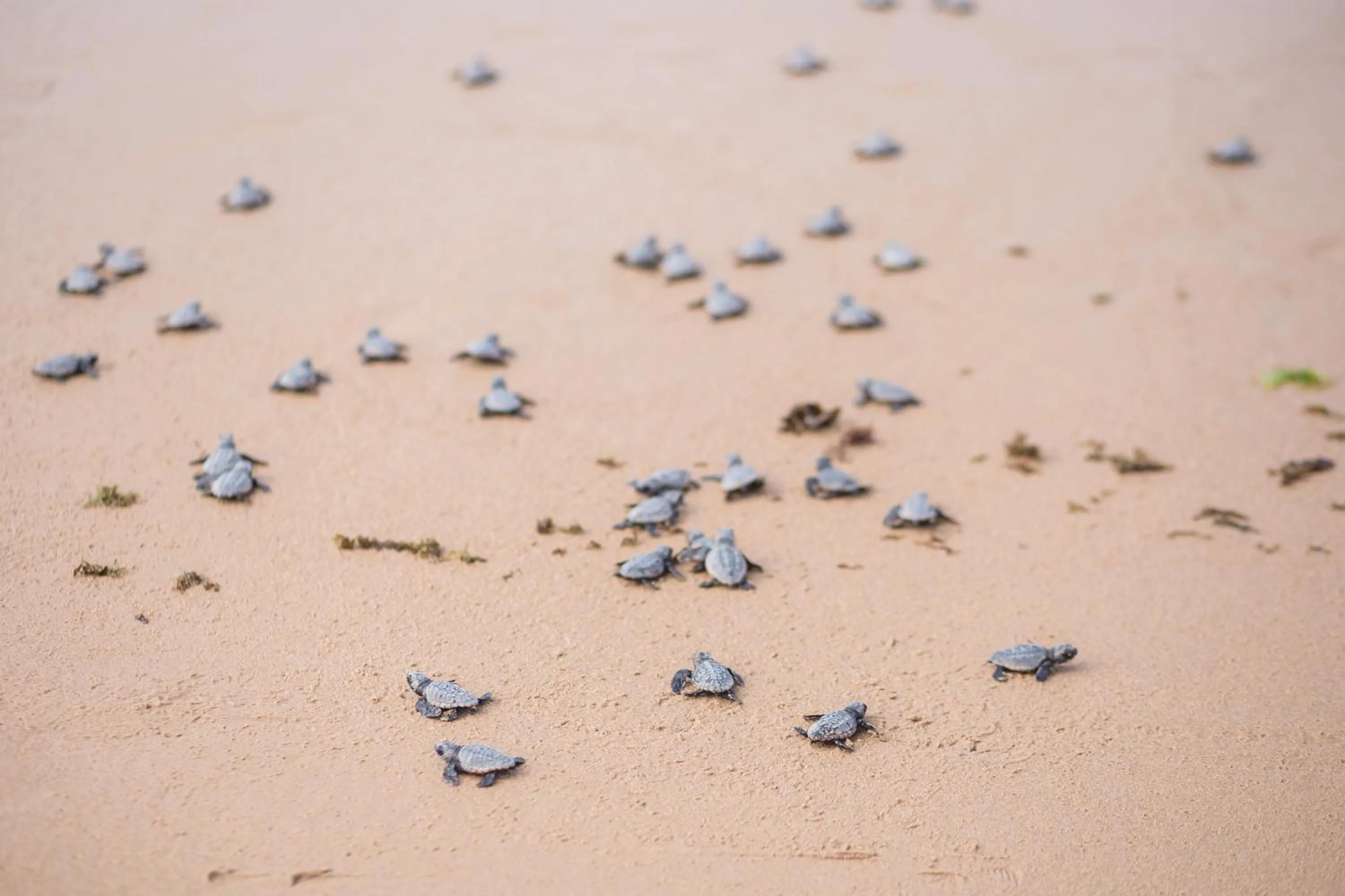 Natural landscape in Bahia Plaza Hotel