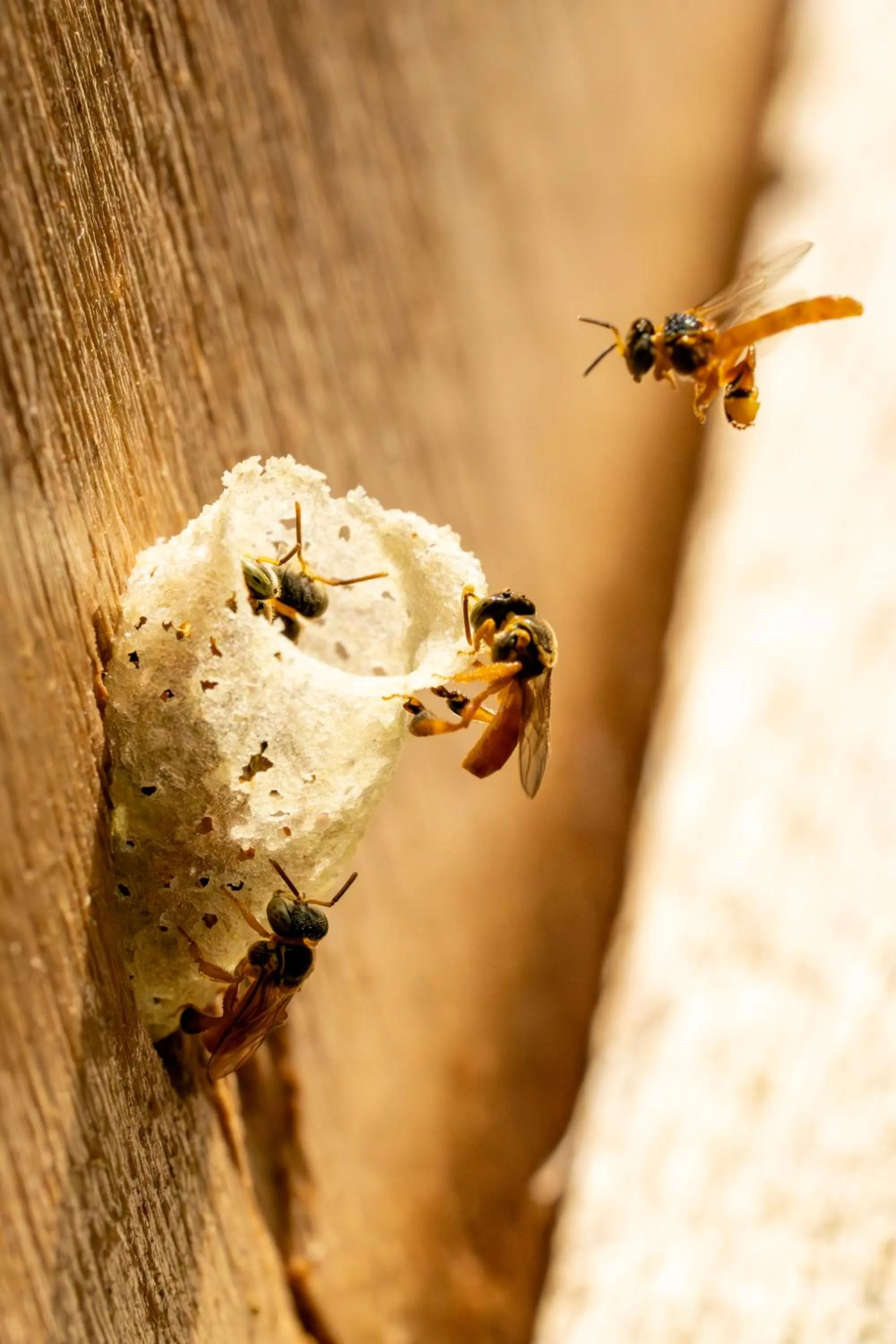 Entertainment in Finca Luna Nueva Lodge