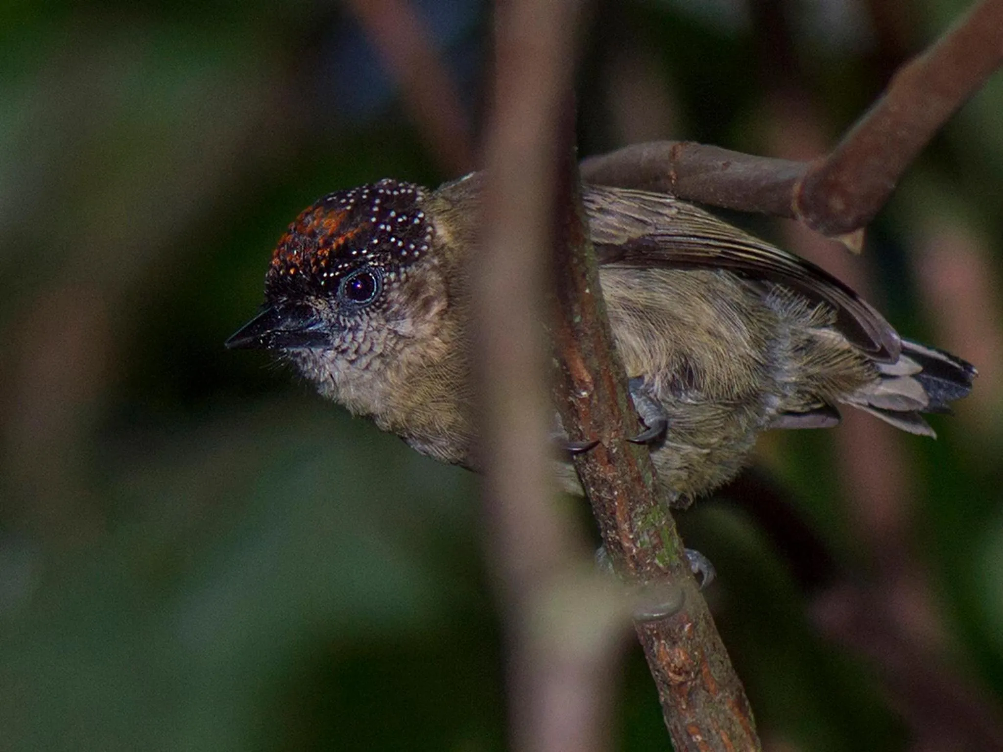 Off site in Finca Luna Nueva Lodge