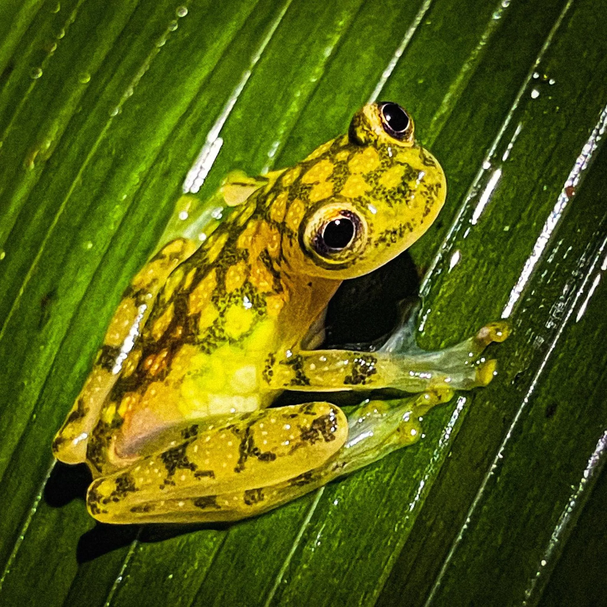 Activities in Finca Luna Nueva Lodge