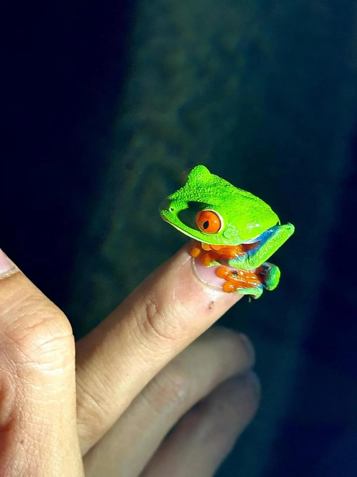 Entertainment in Finca Luna Nueva Lodge