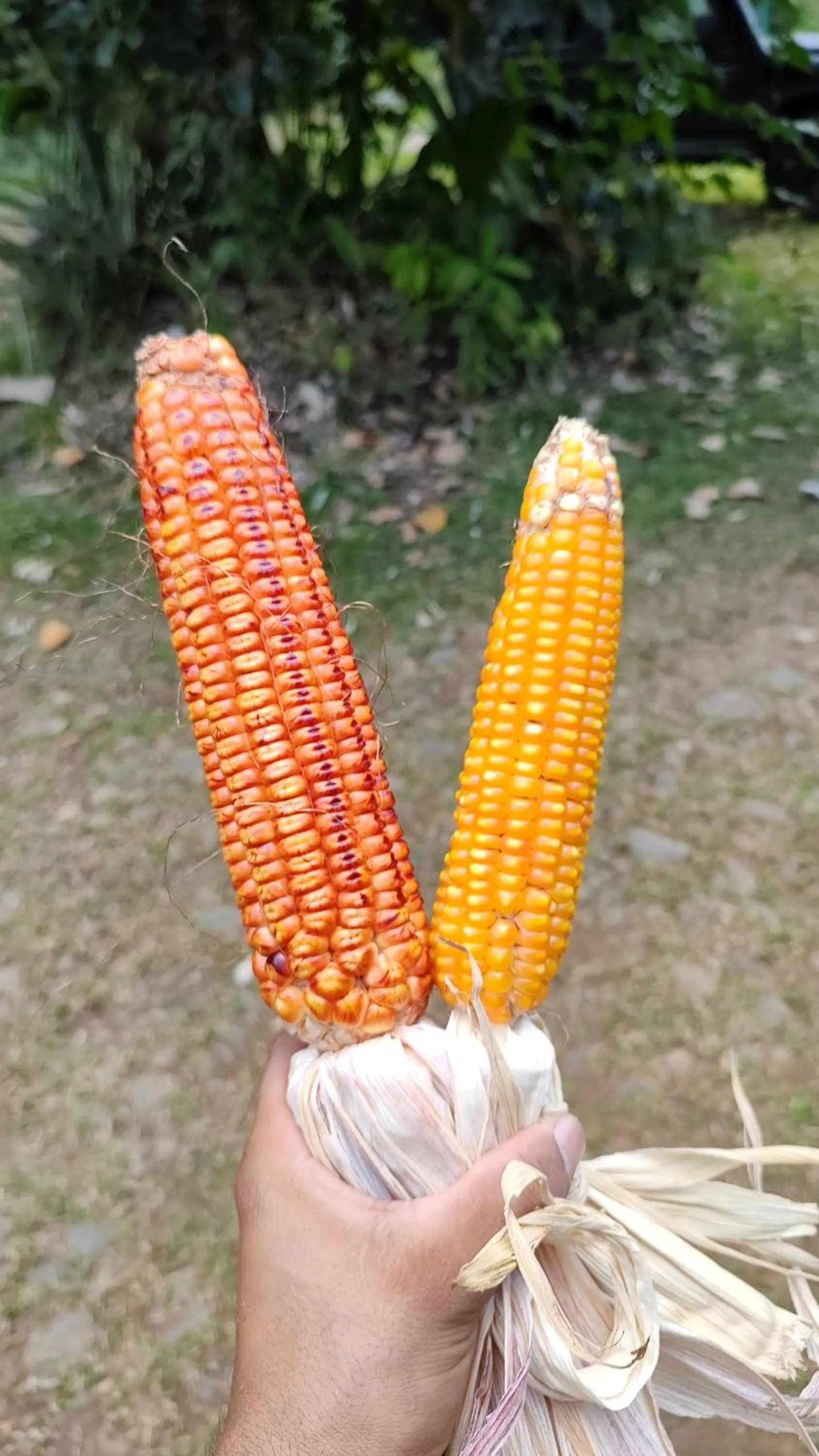 Activities in Finca Luna Nueva Lodge