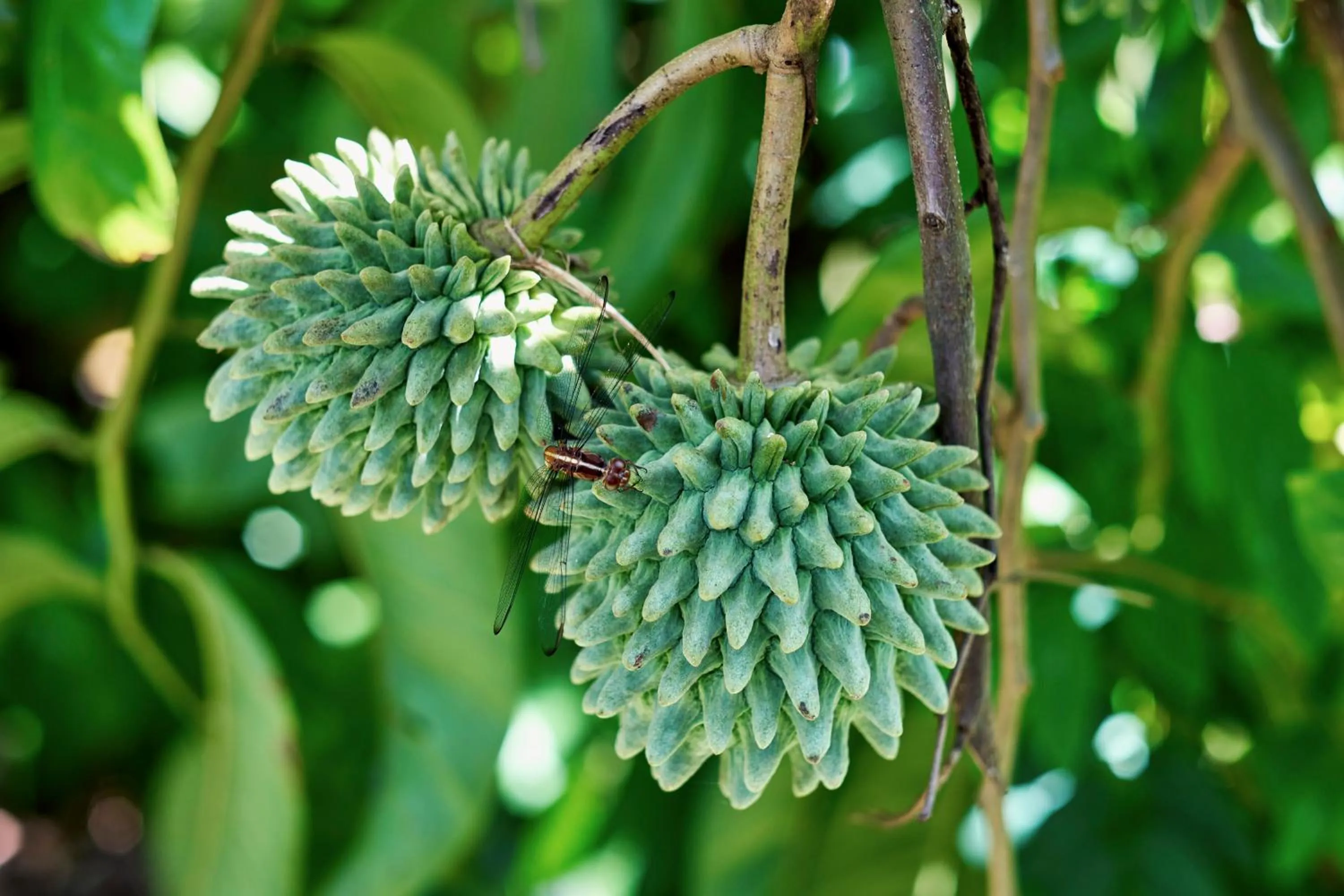 Garden in Finca Luna Nueva Lodge
