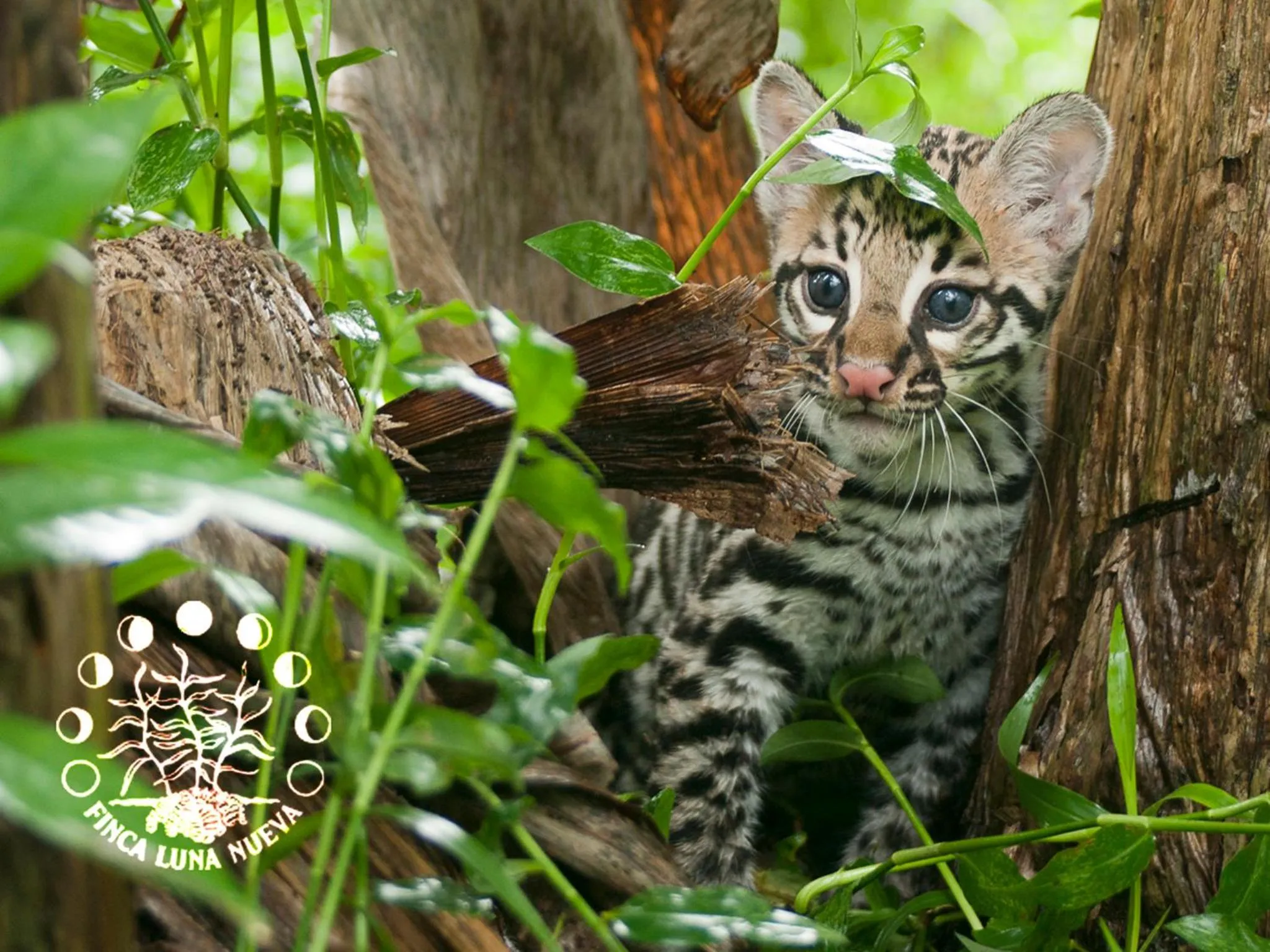 Natural landscape in Finca Luna Nueva Lodge