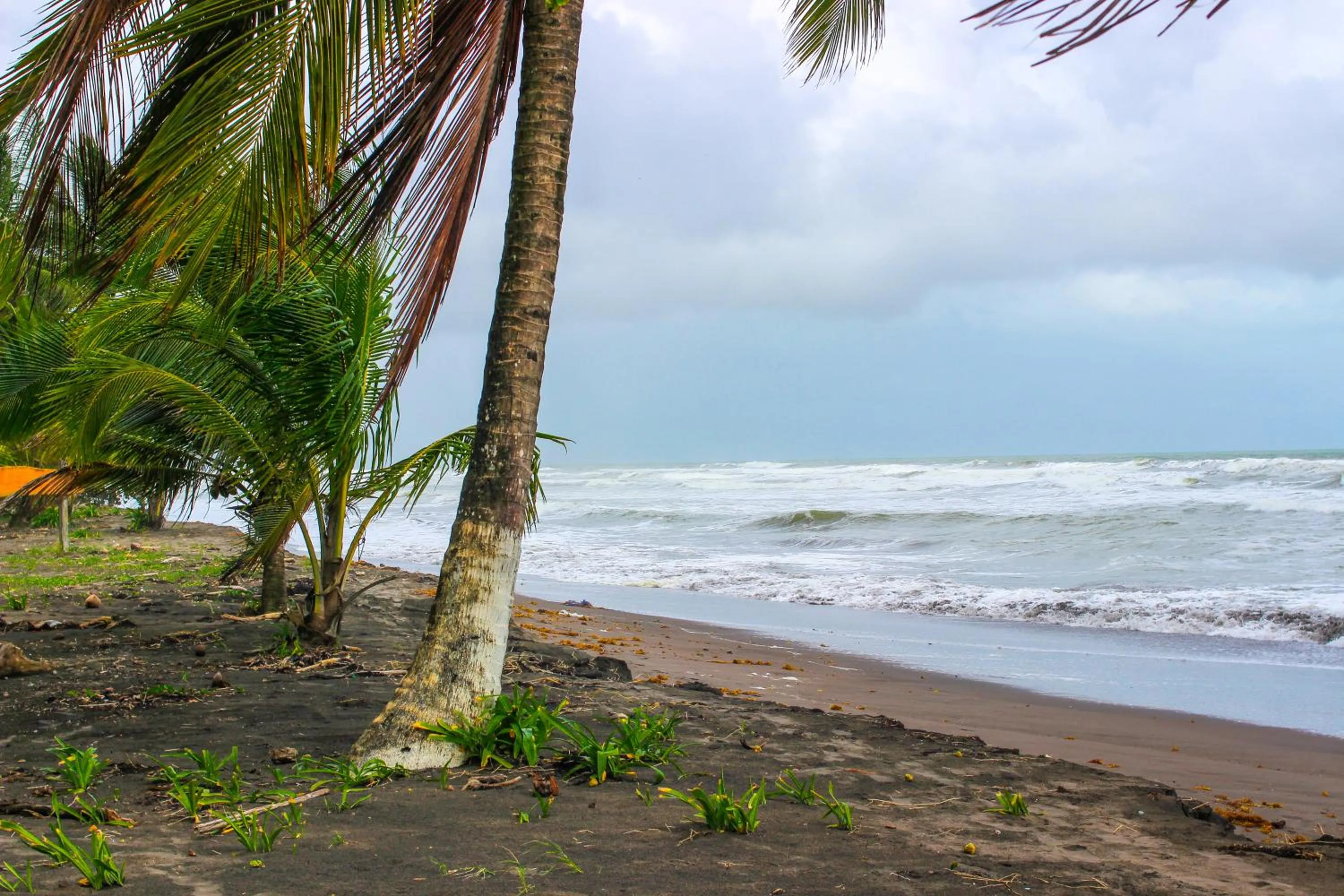 Natural landscape in Hotel Tortuguero Beachfront