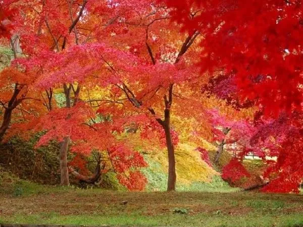 Natural landscape in Shiobara Onsen Yama no Yado Shimofujiya