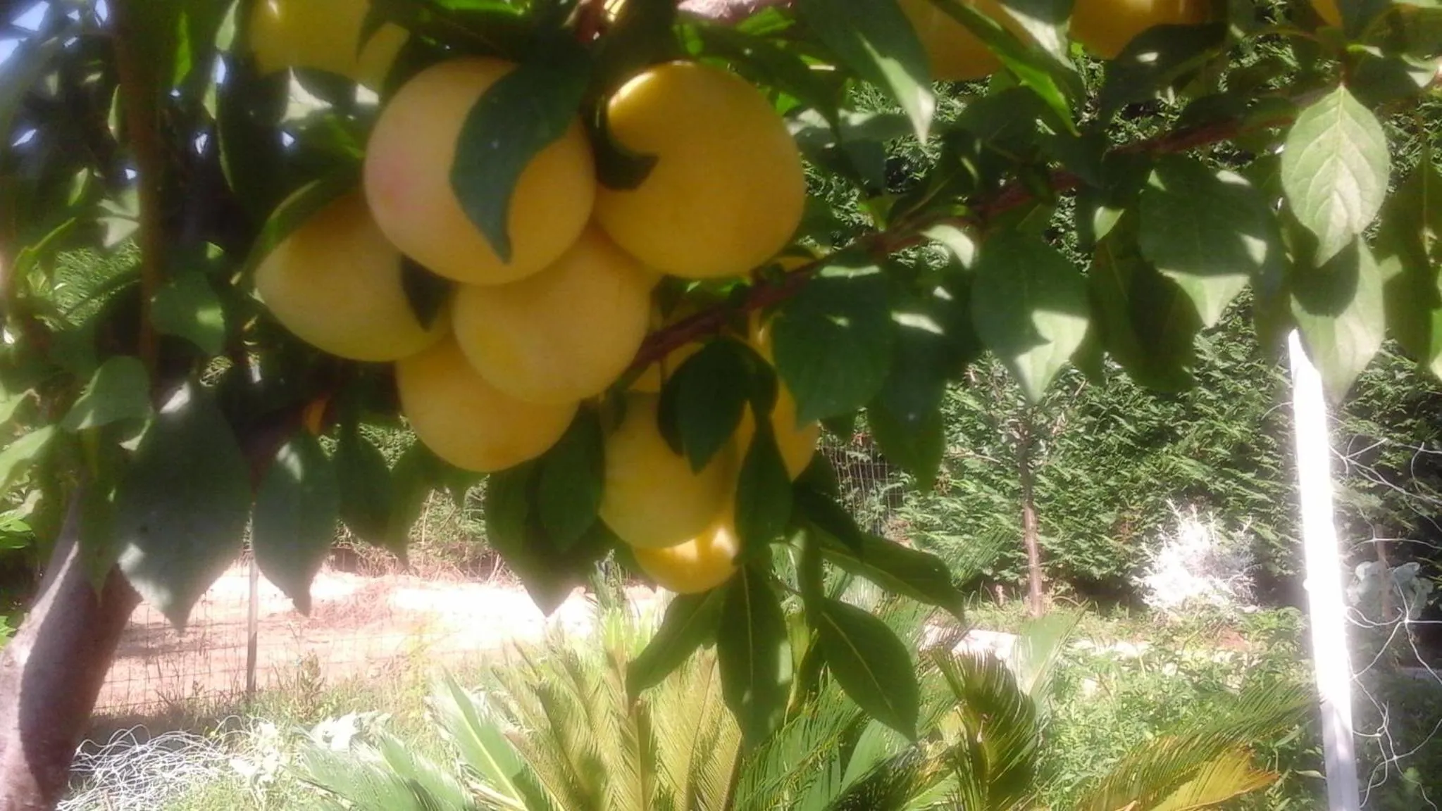 Garden view in 'O Chalet