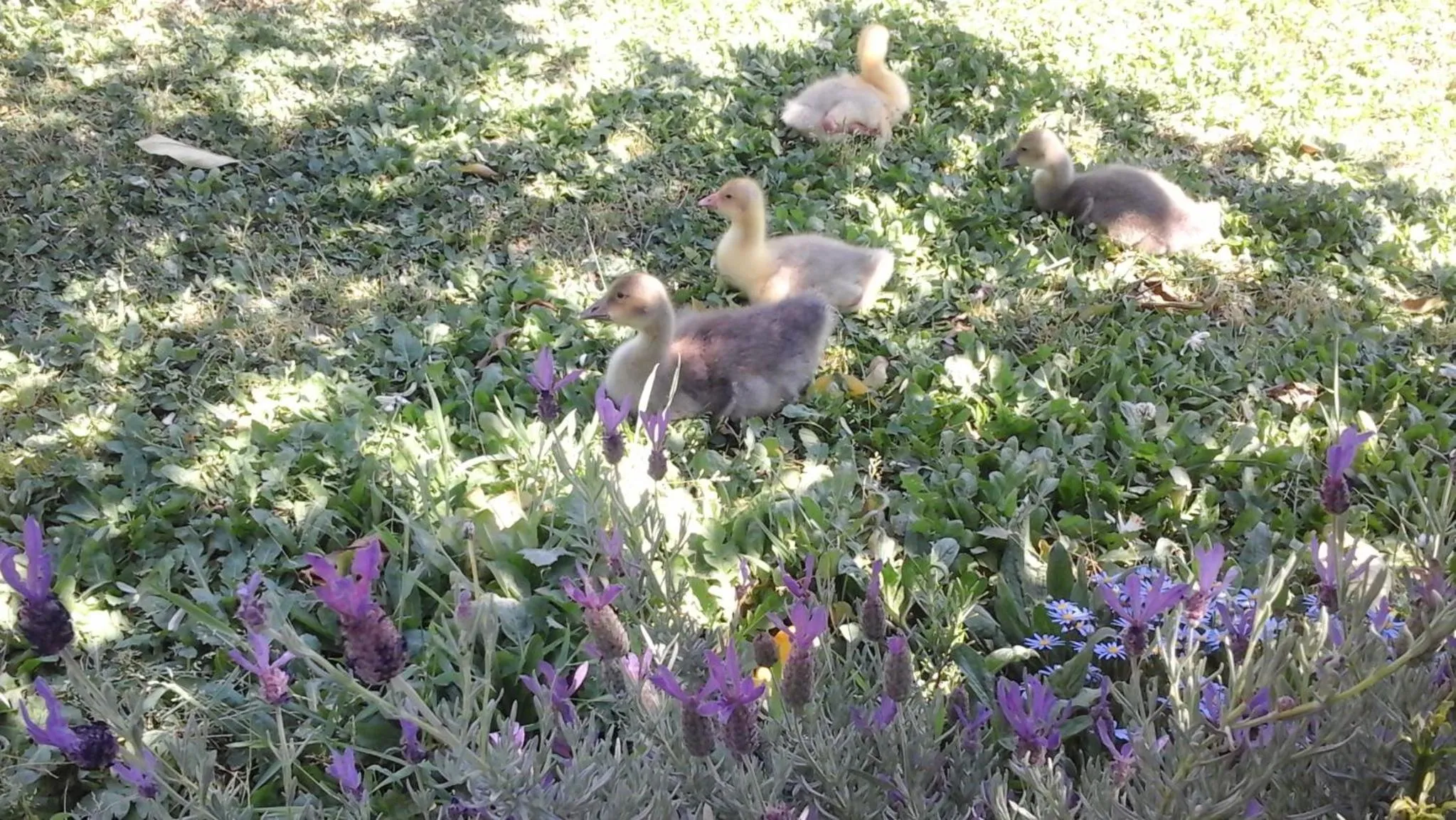 Garden view in 'O Chalet