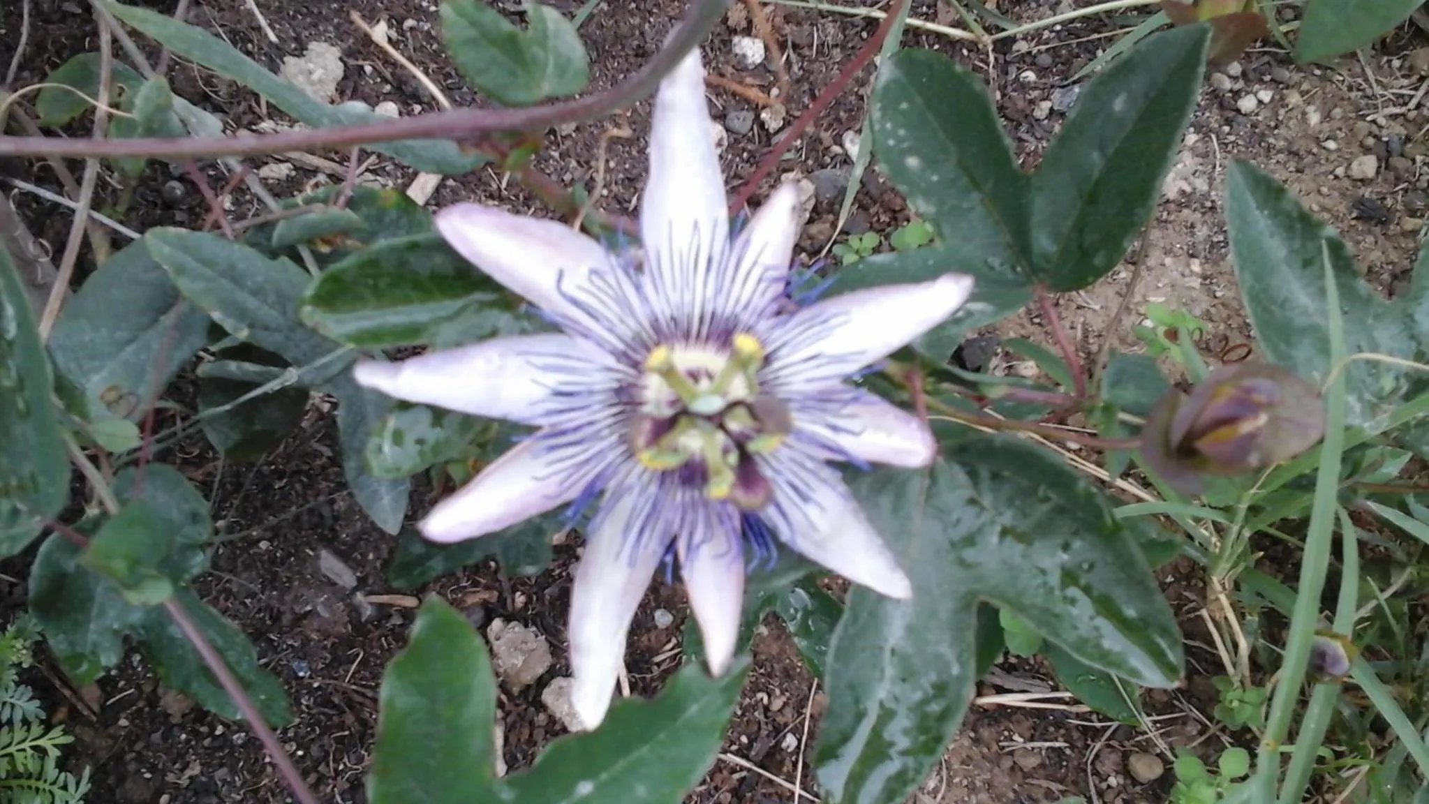 Garden view in 'O Chalet