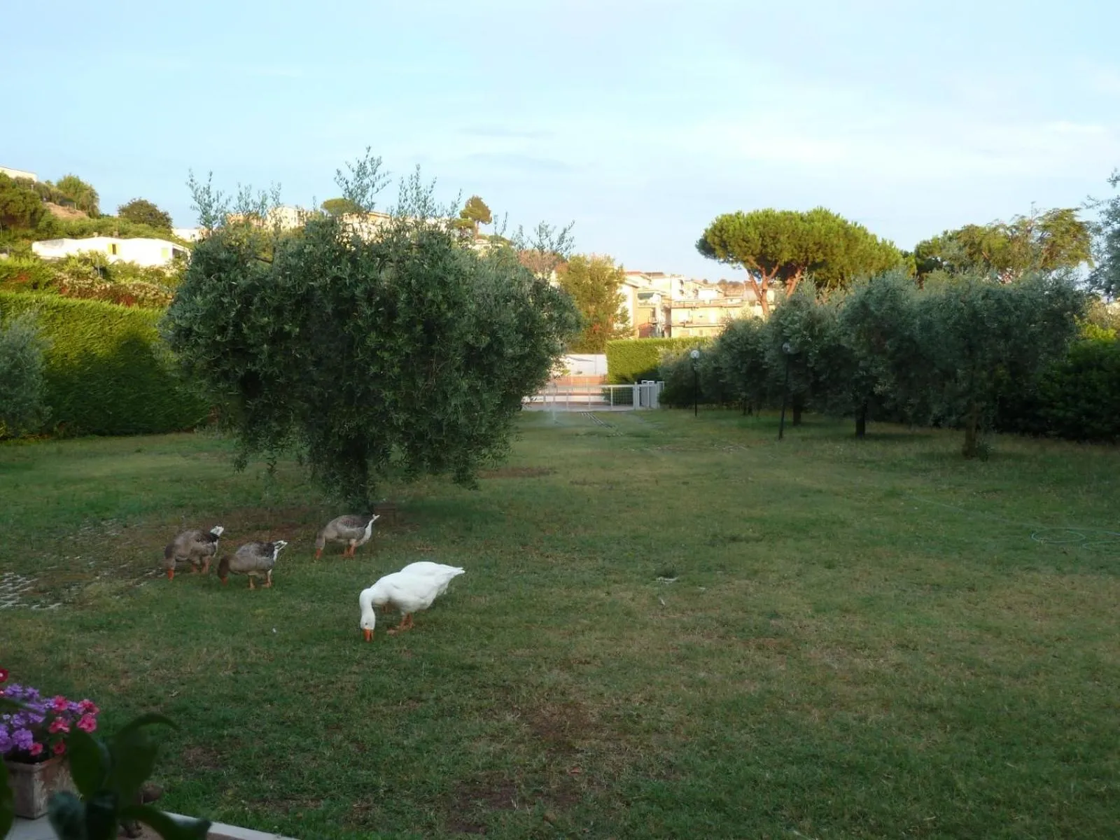 Garden view in 'O Chalet