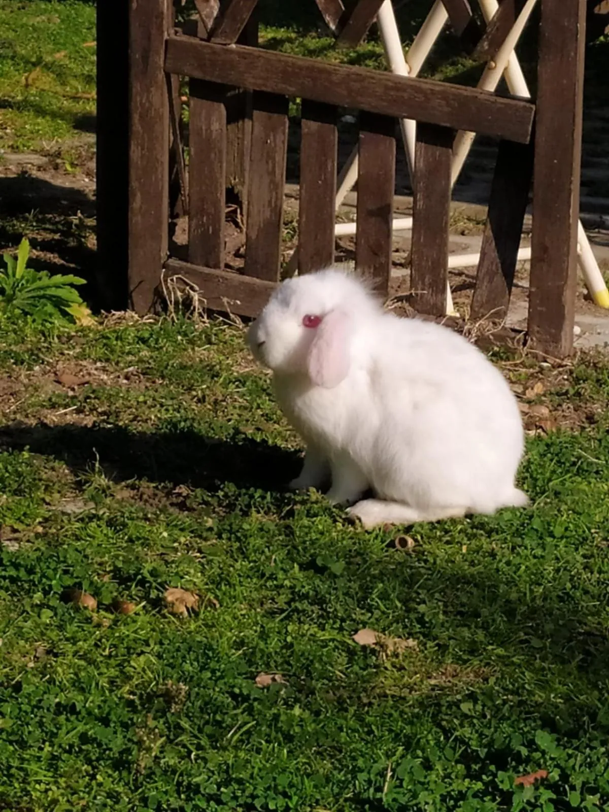 Animals in 'O Chalet