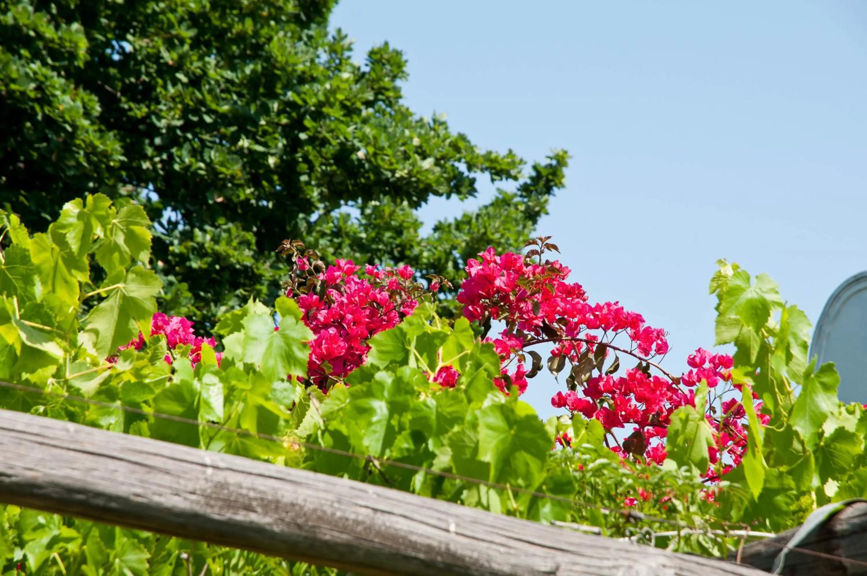 Garden view in Wittedrift Manor House