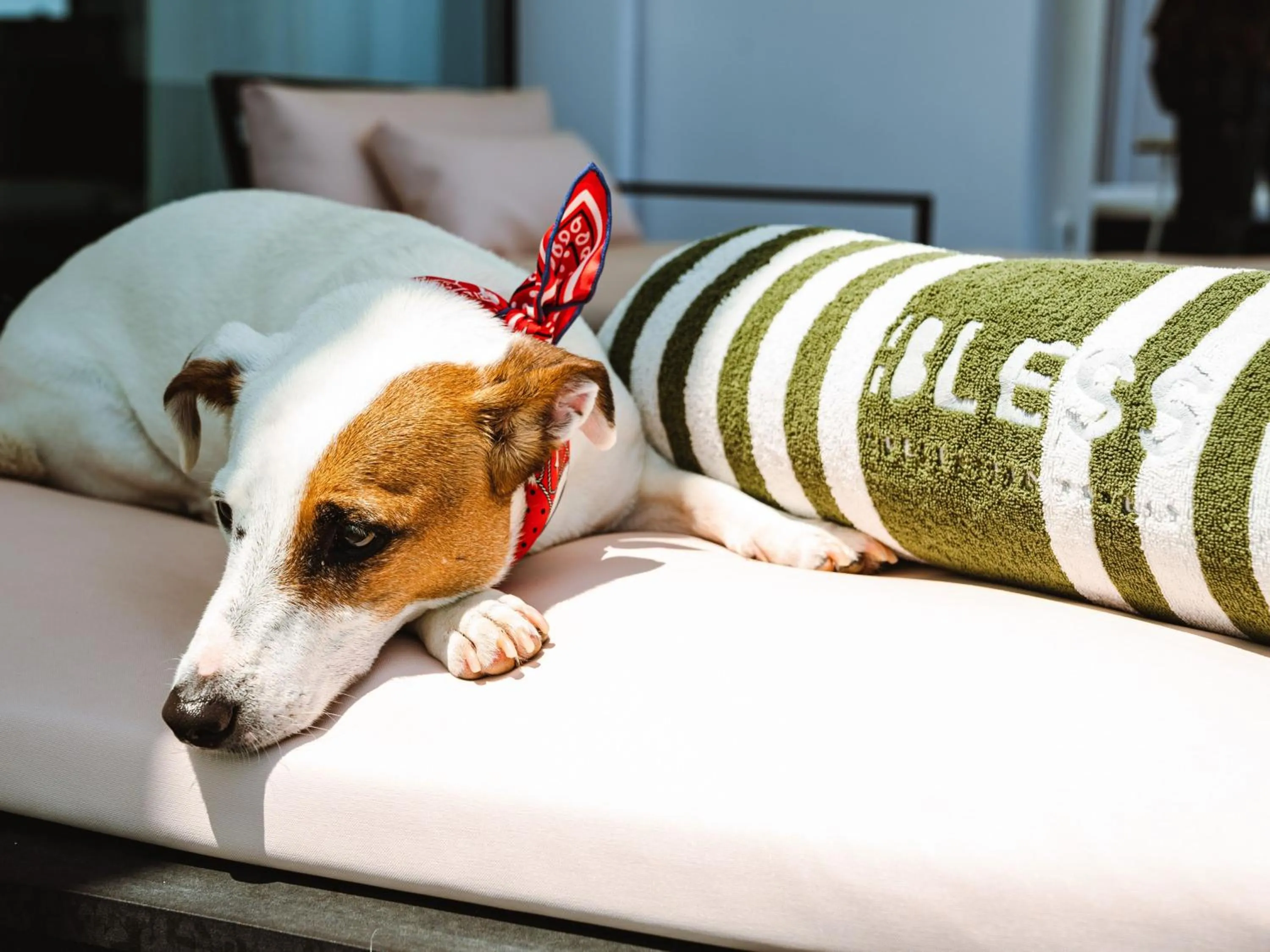 Pets in BLESS Hotel Ibiza - The Leading Hotels of The World