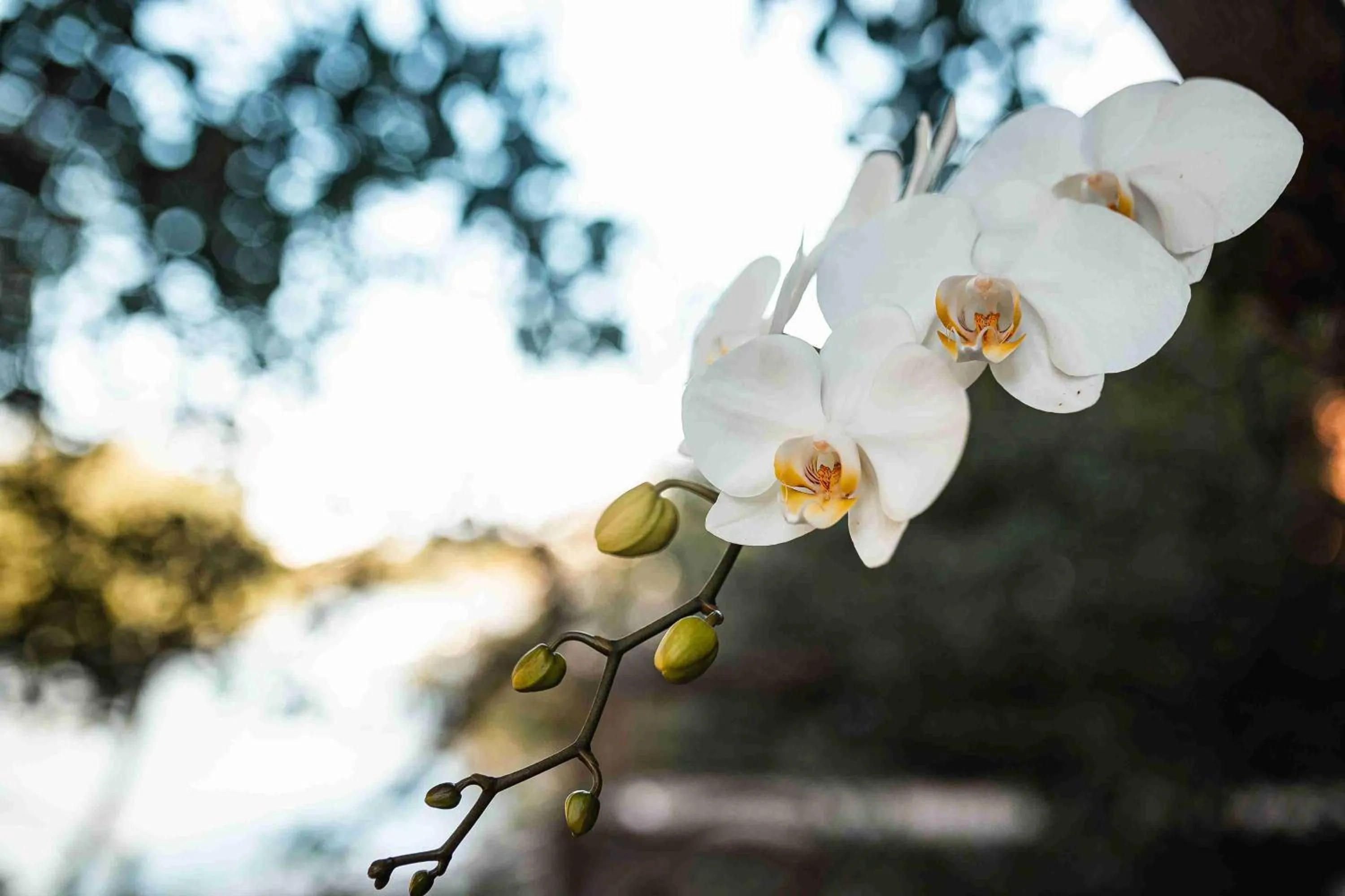 Day in Casanova Residence - Barra da Tijuca na Ilha da Gigoia