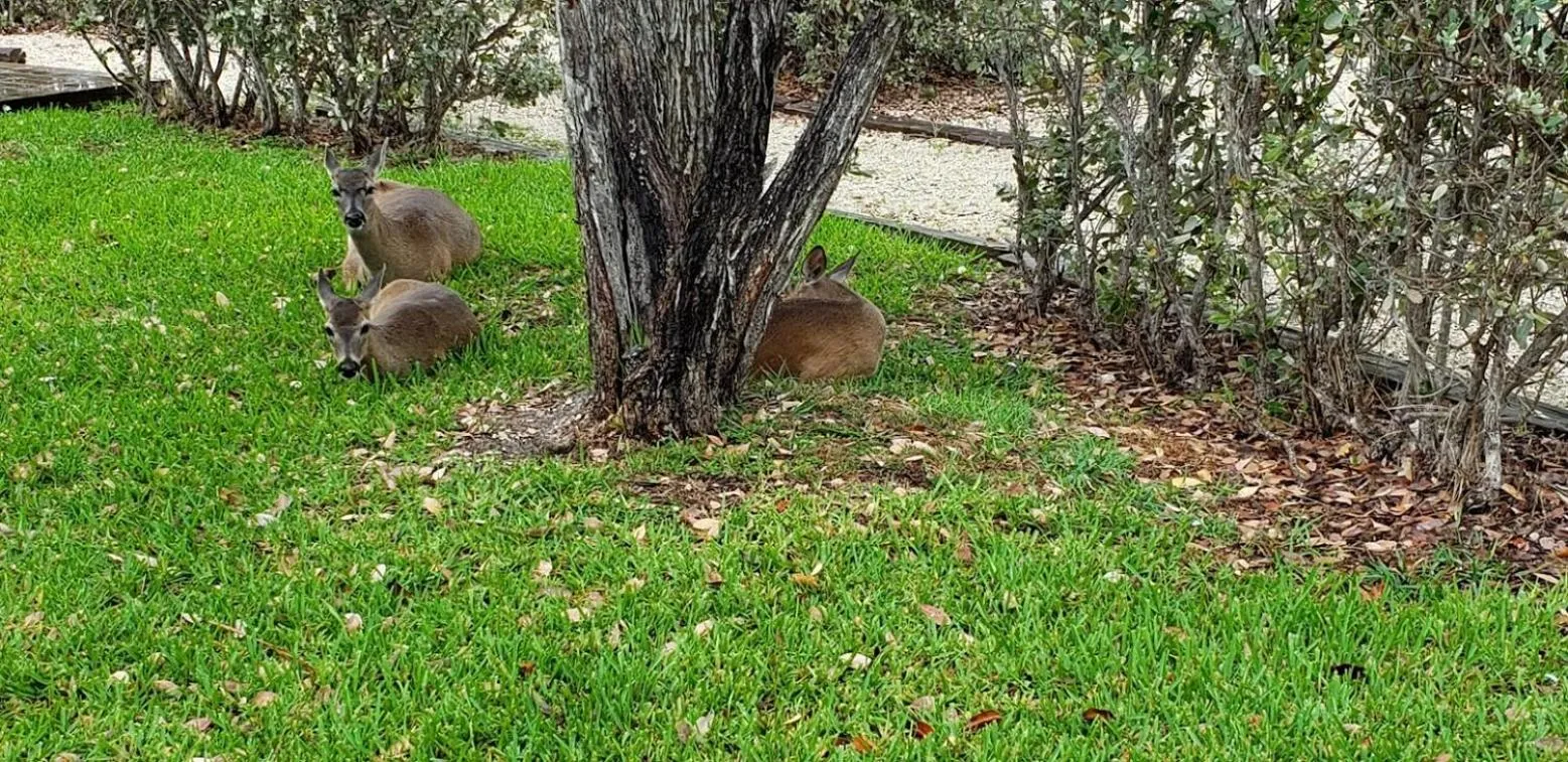 Old Wooden Bridge Resort & Marina