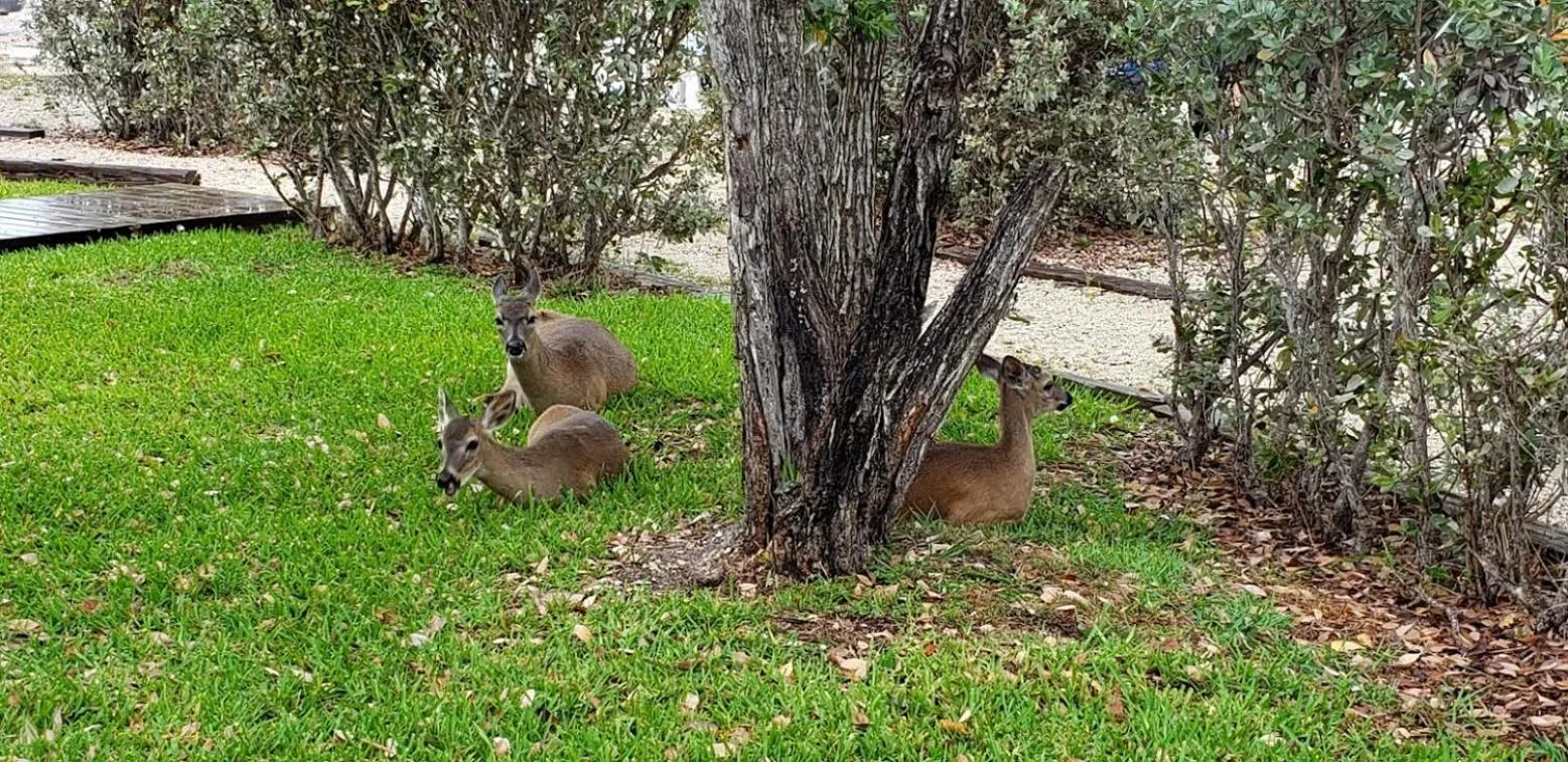 Old Wooden Bridge Resort & Marina