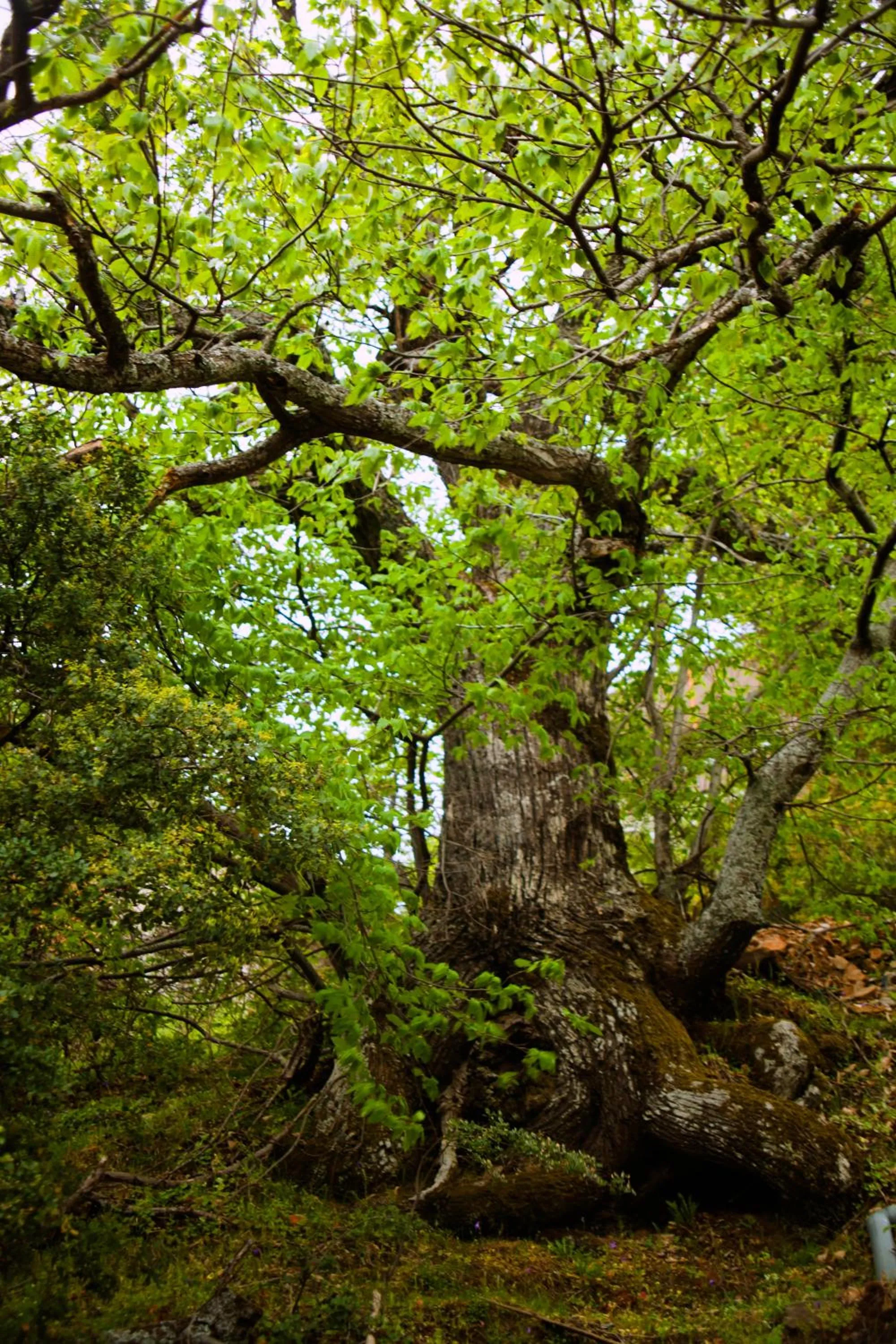 Natural landscape, Garden in 1821 En Dolianis