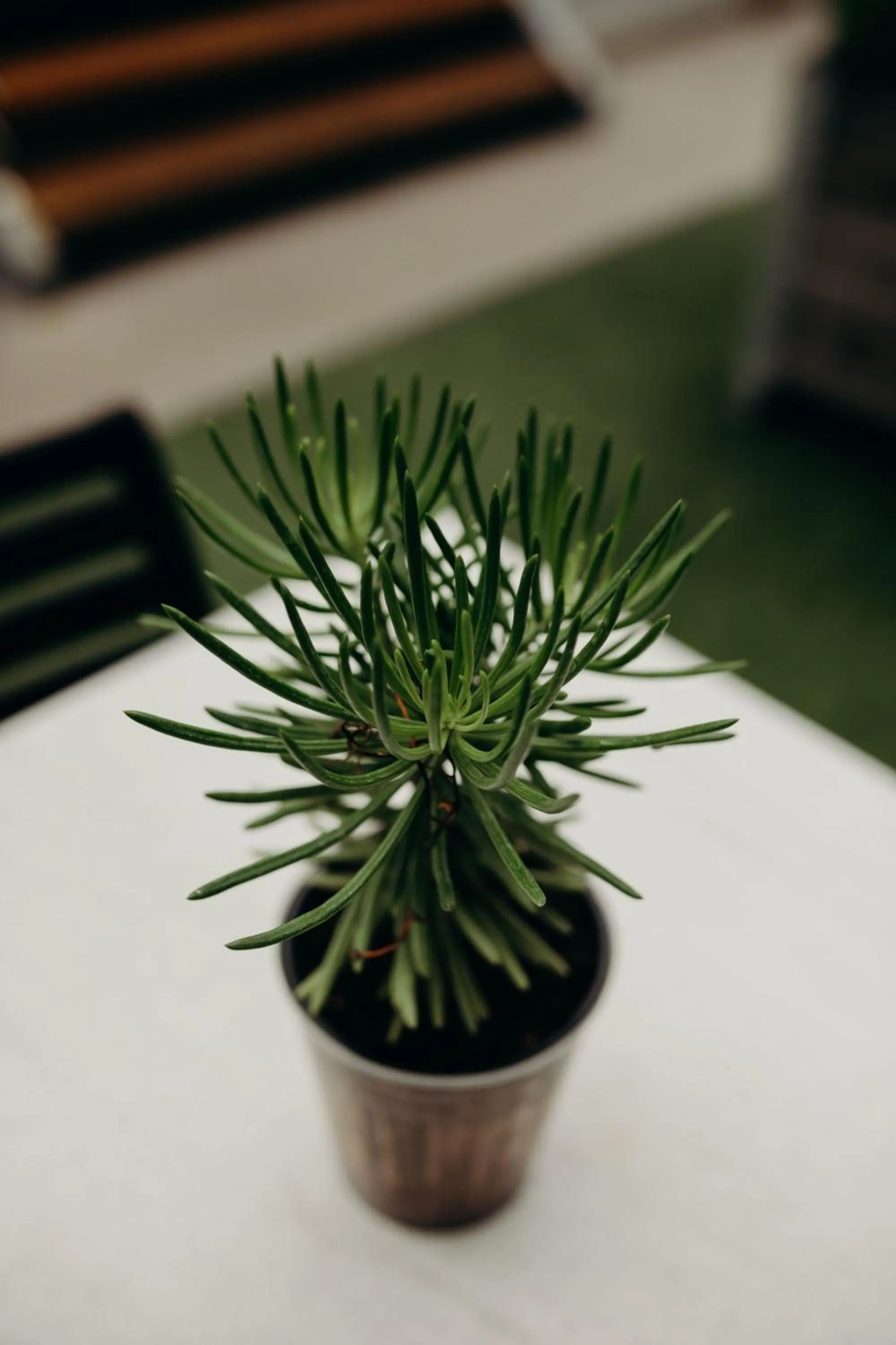 Garden in Franschhoek Boutique Hotel - Lion Roars Hotels & Lodges