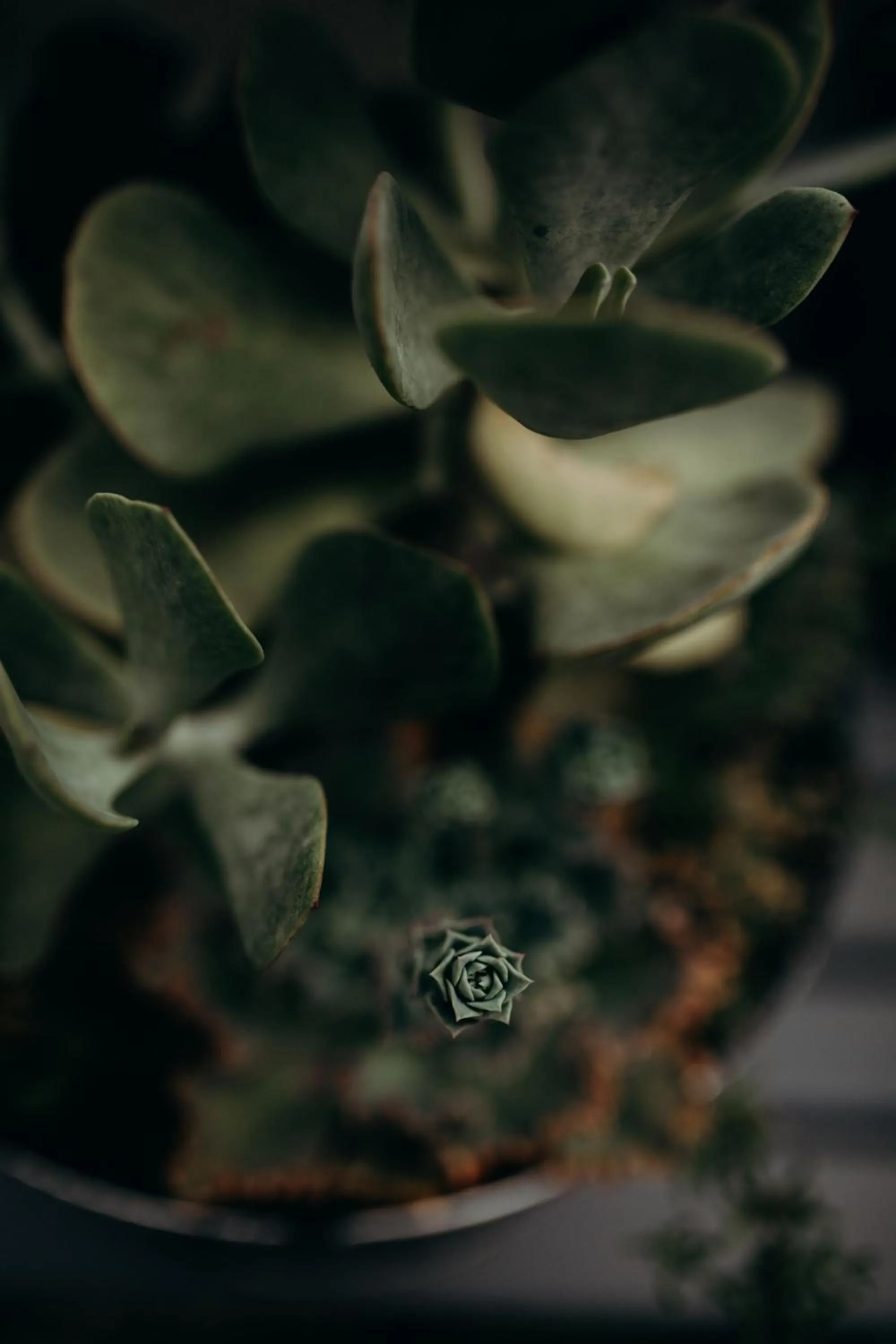 Garden in Franschhoek Boutique Hotel - Lion Roars Hotels & Lodges