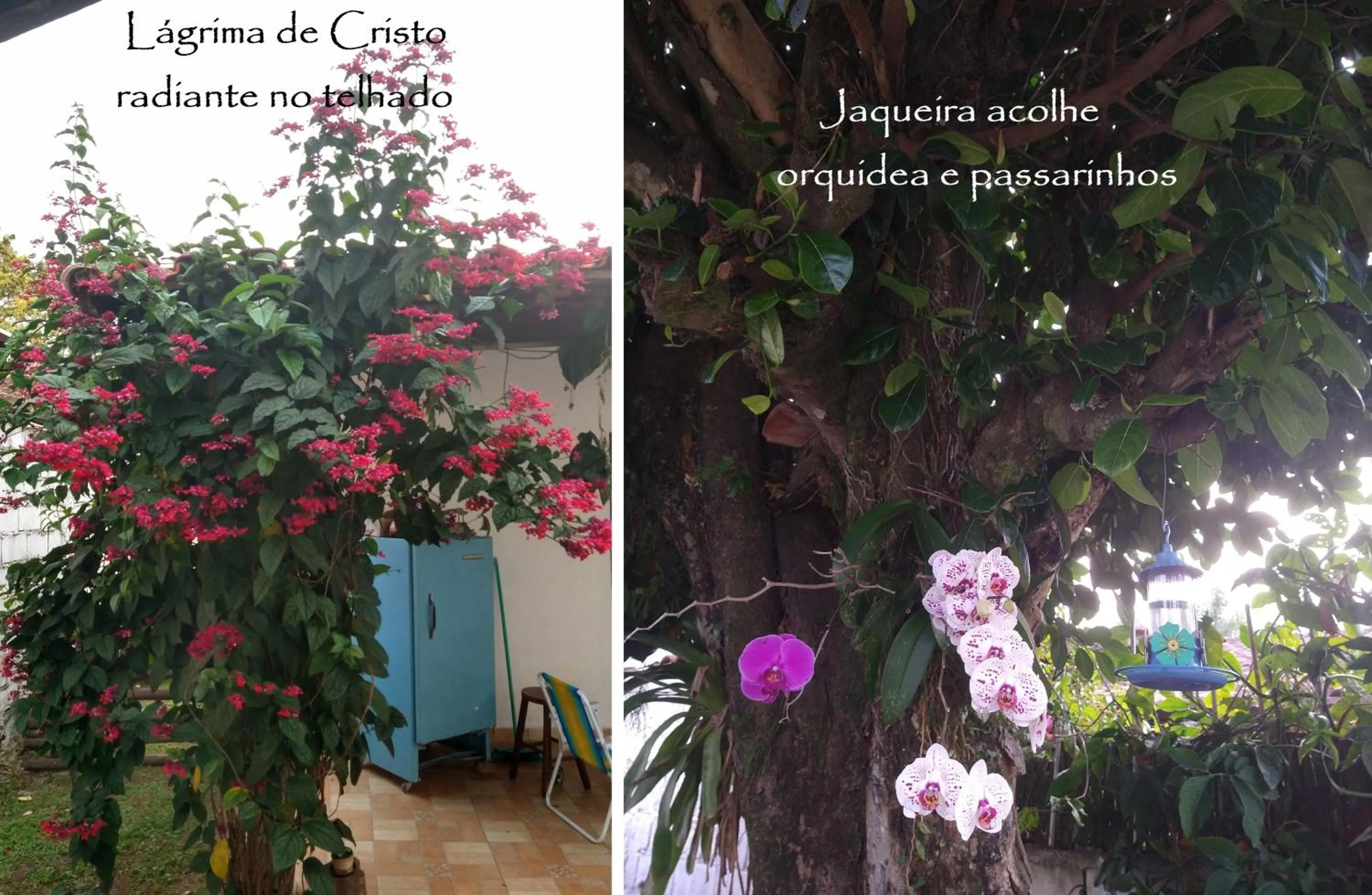 Garden in Chalé das Princesas