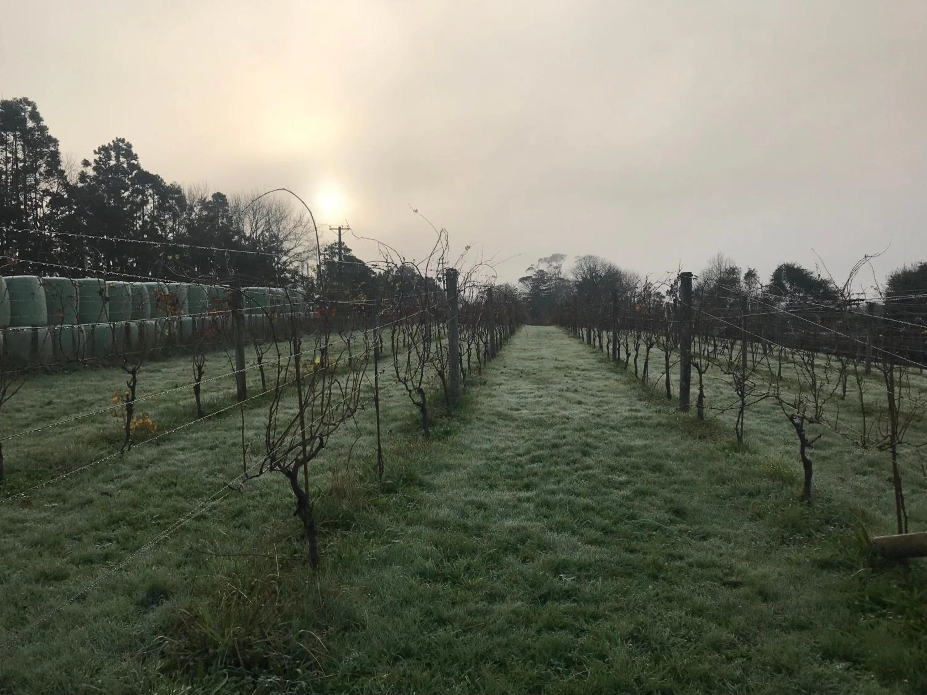 Vineyard Cottages - Kumeu