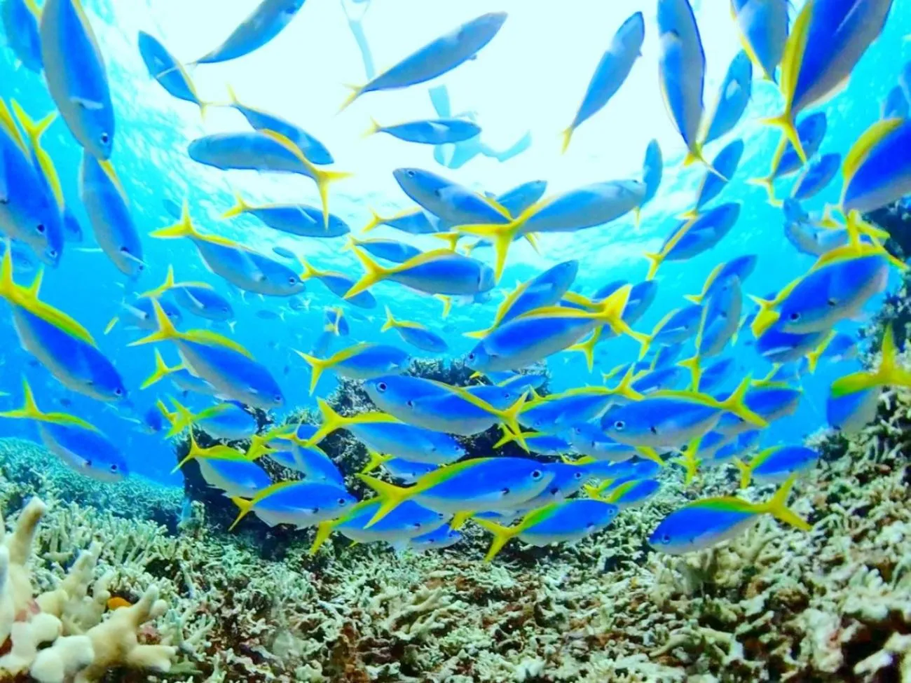 Diving in Villa Unarizaki