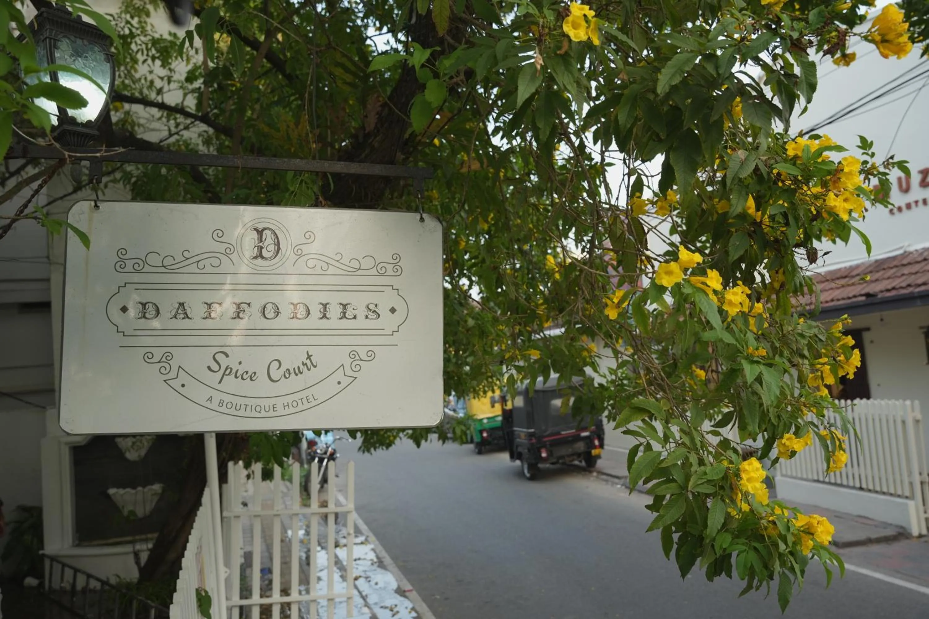 Daffodils Spice Court